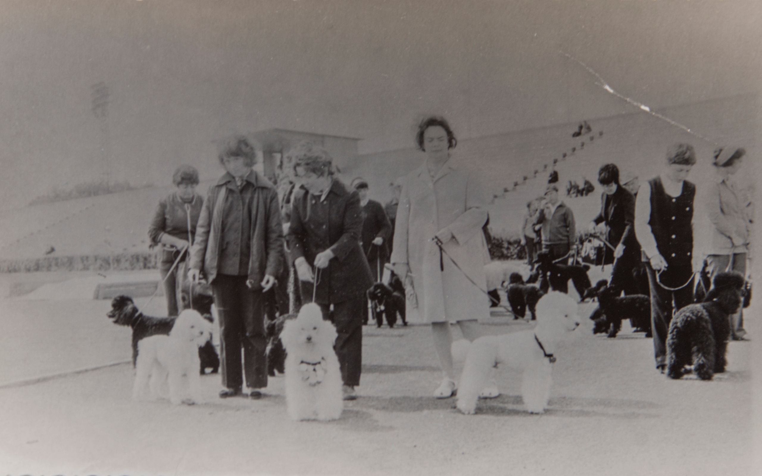 Архивные фотографии с изображением собак. Plechinta Ekaterina documentary photographer