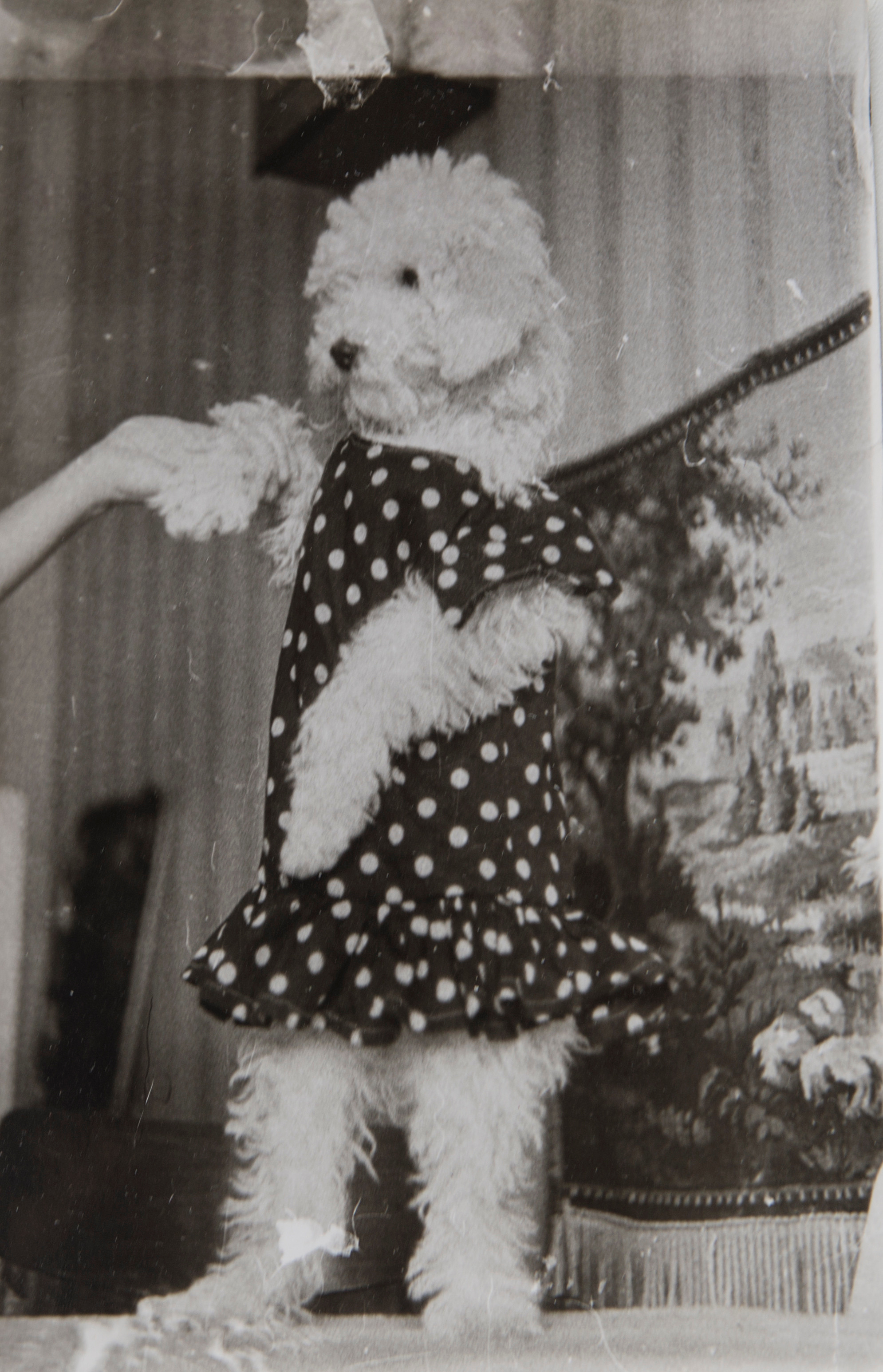 Архивные фотографии с изображением собак. Plechinta Ekaterina documentary photographer