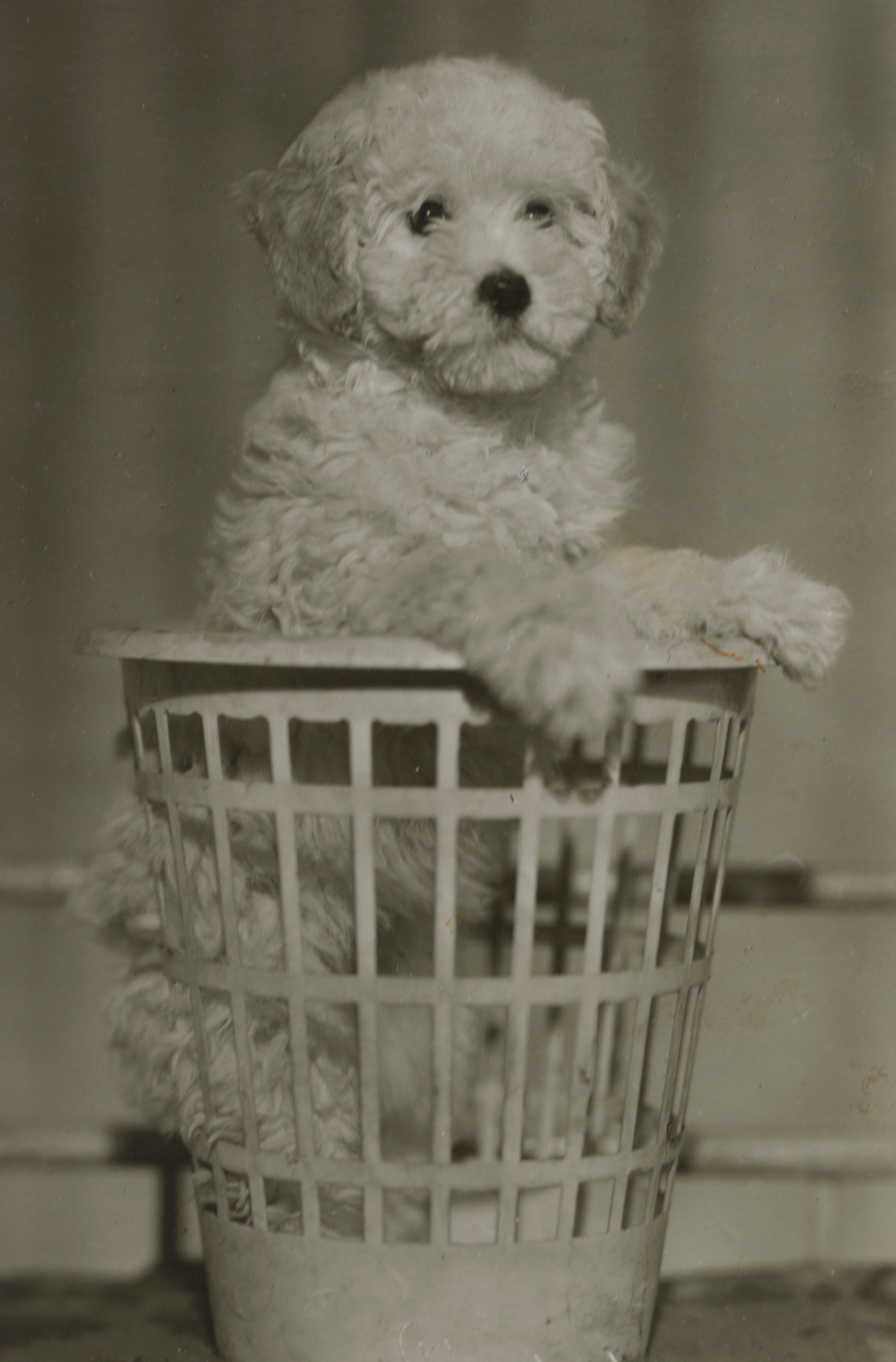 Архивные фотографии с изображением собак. Plechinta Ekaterina documentary photographer