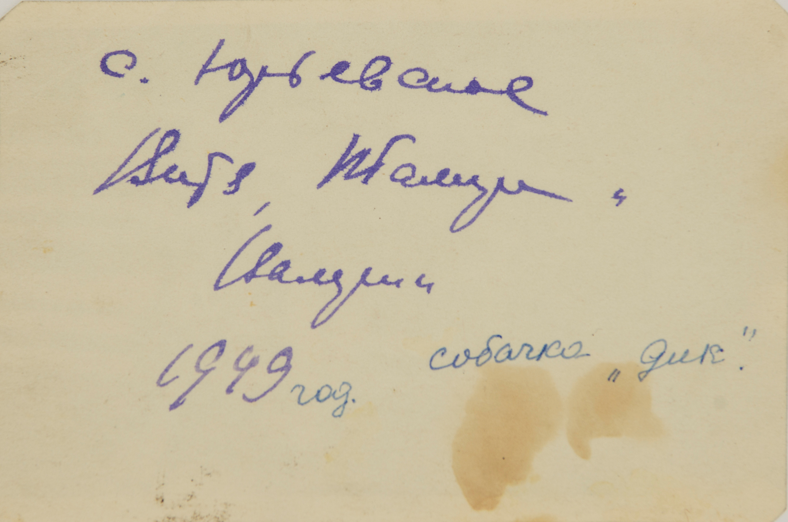 Архивные фотографии с изображением собак. Plechinta Ekaterina documentary photographer