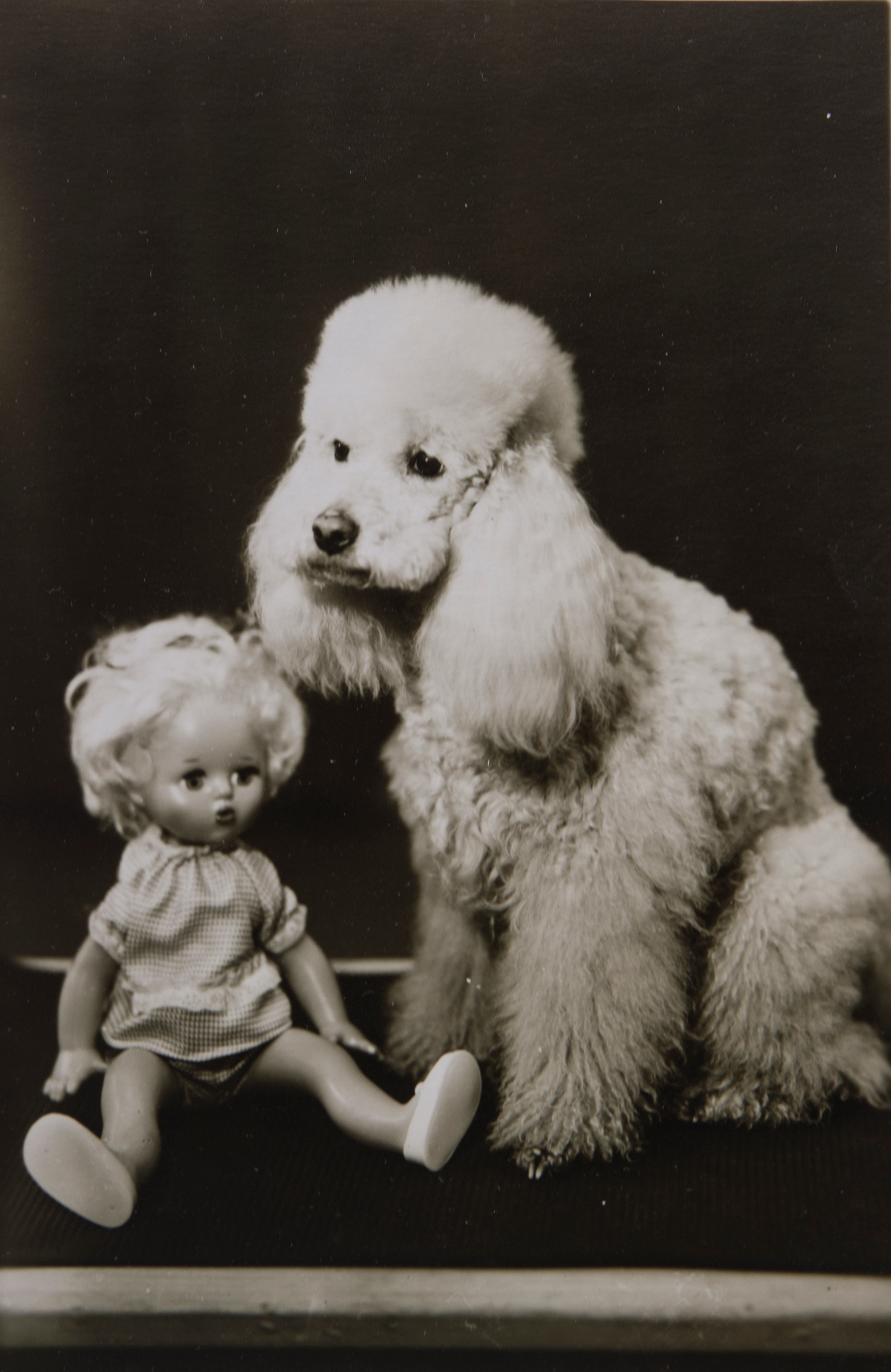 Архивные фотографии с изображением собак. Plechinta Ekaterina documentary photographer