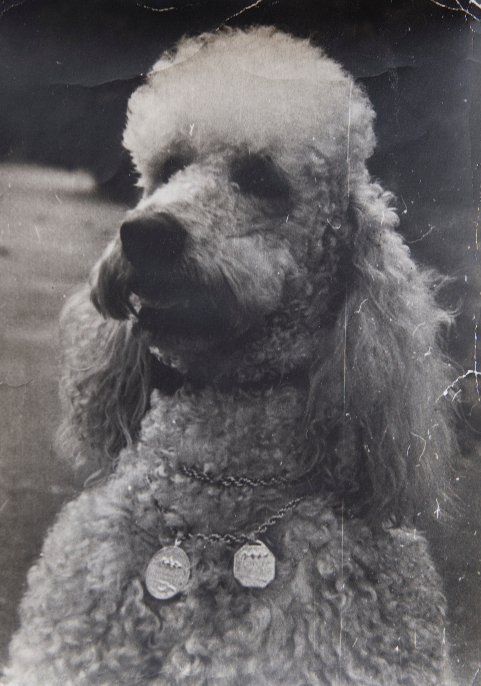 Архивные фотографии с изображением собак. Plechinta Ekaterina documentary photographer