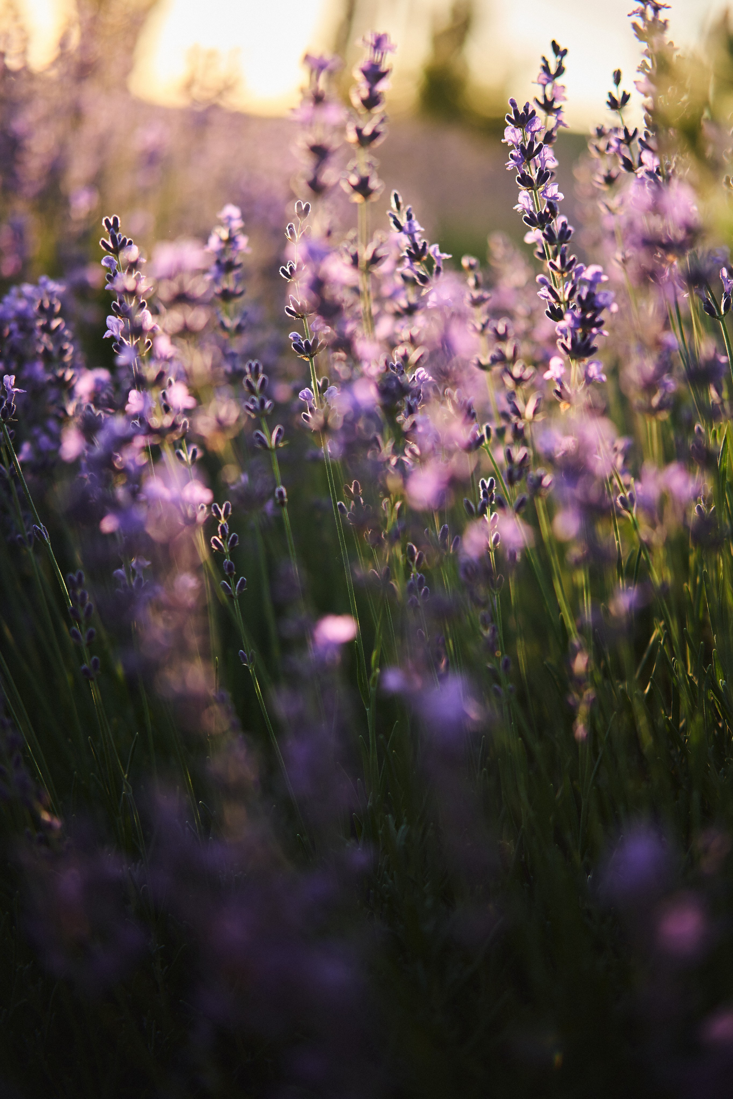 Maison Des Plantes Aromatiques. Фотограф в Анапе и Краснодаре Тина