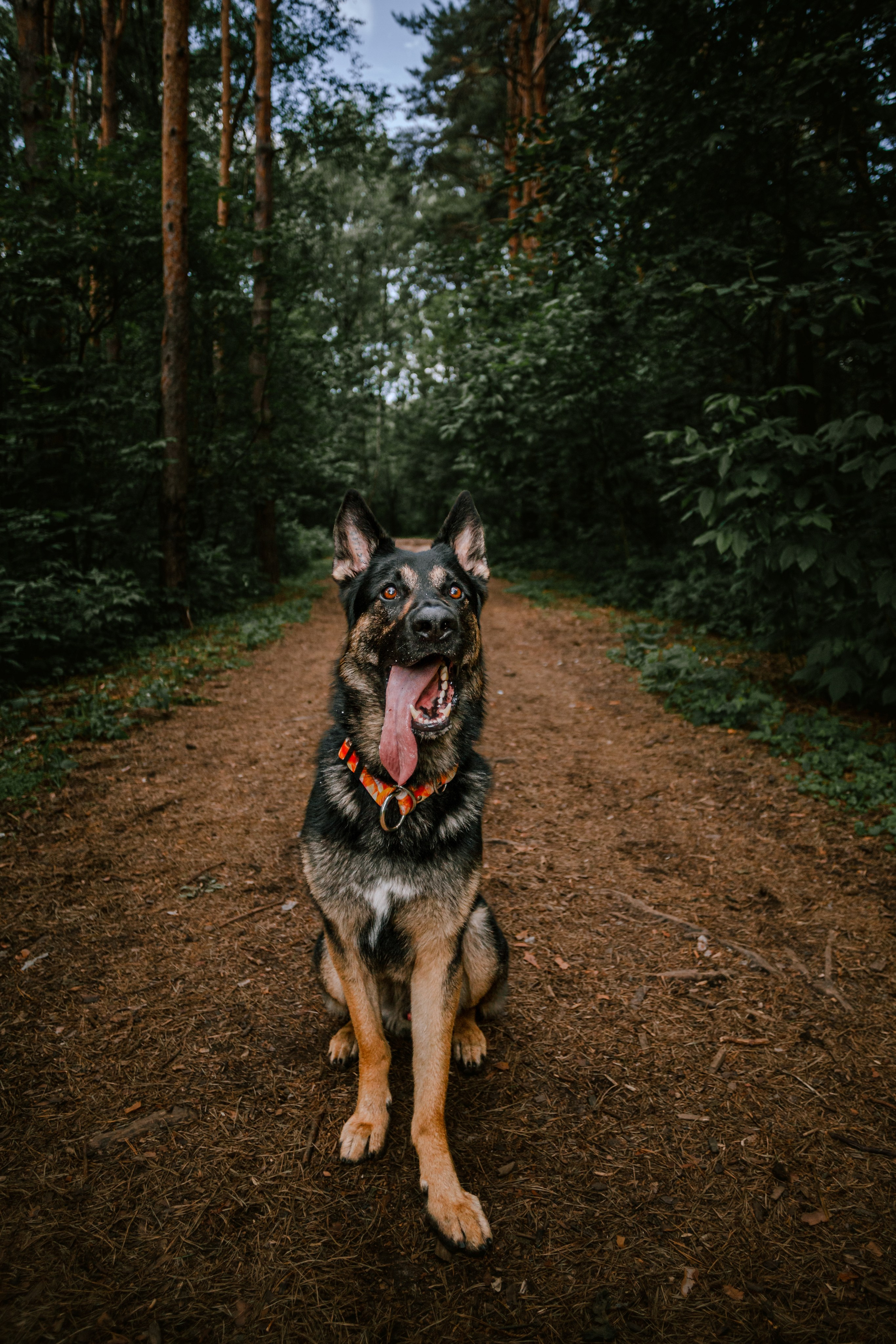 Лесная летняя фотопрогулка. Фотограф-анималист Татьяна Степанова