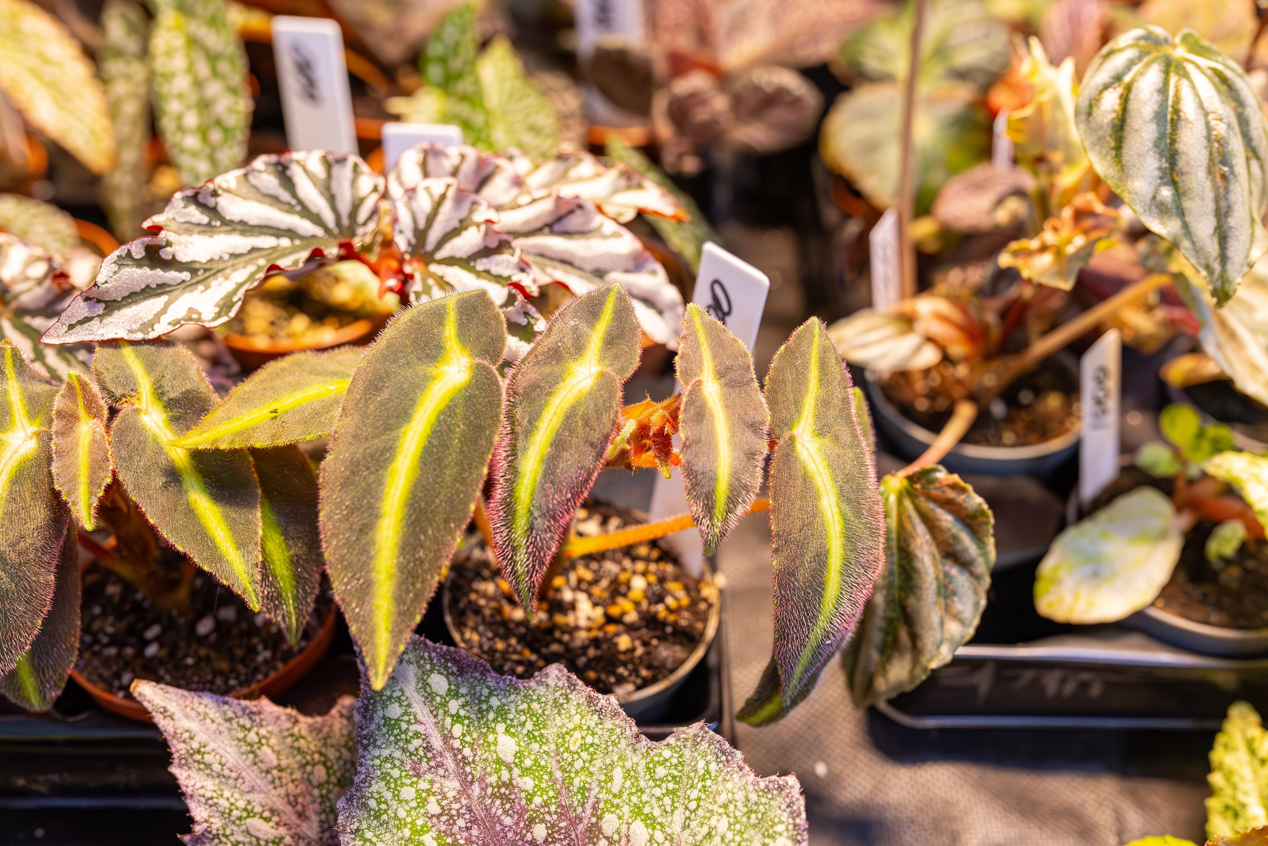 Монстериум апрель 2026. Александра Куликова фотограф, Москва