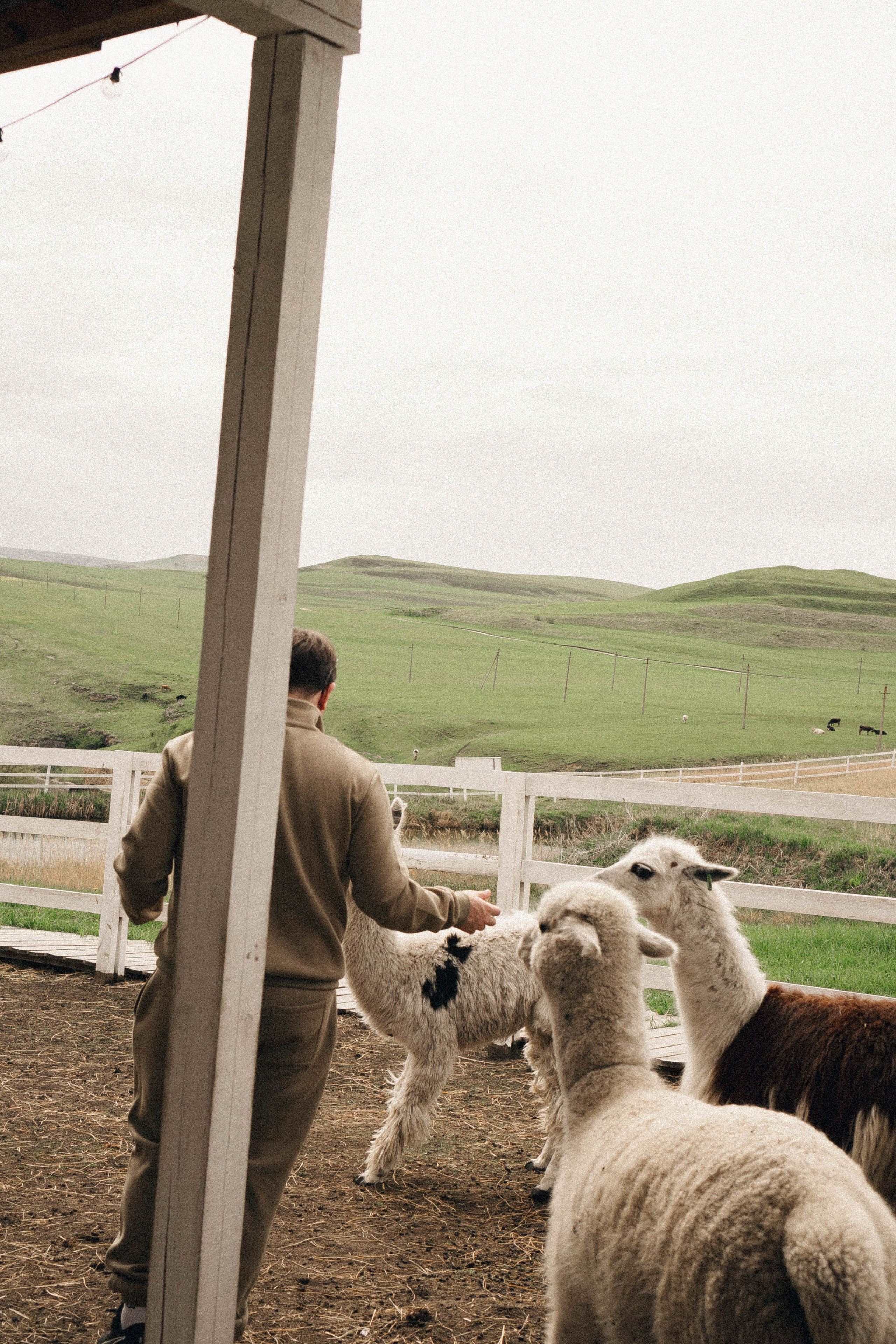 Ферма Альпак. Профессиональный фотограф, Санкт-Петербург — Виктория Богомолова