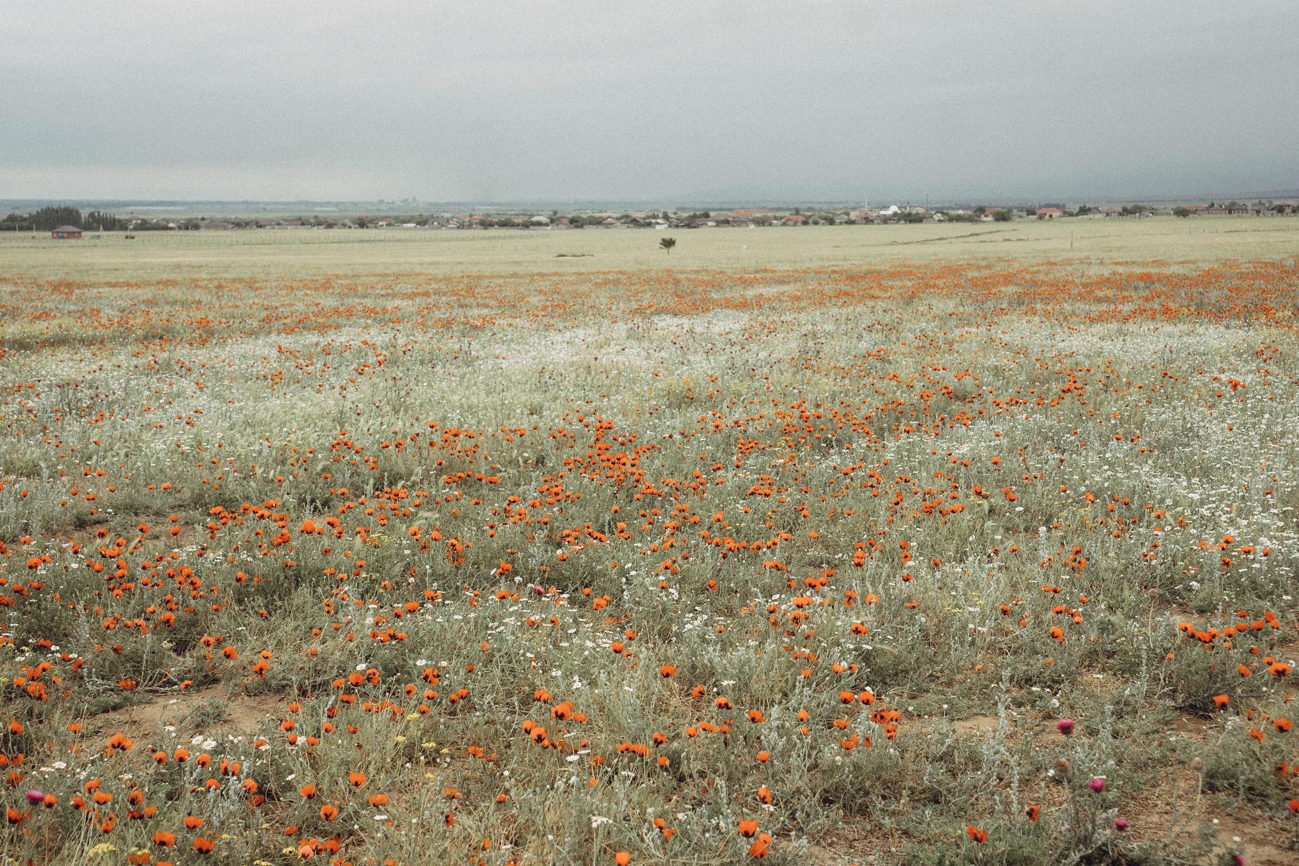 Кавказ. Профессиональный фотограф, Санкт-Петербург — Виктория Богомолова