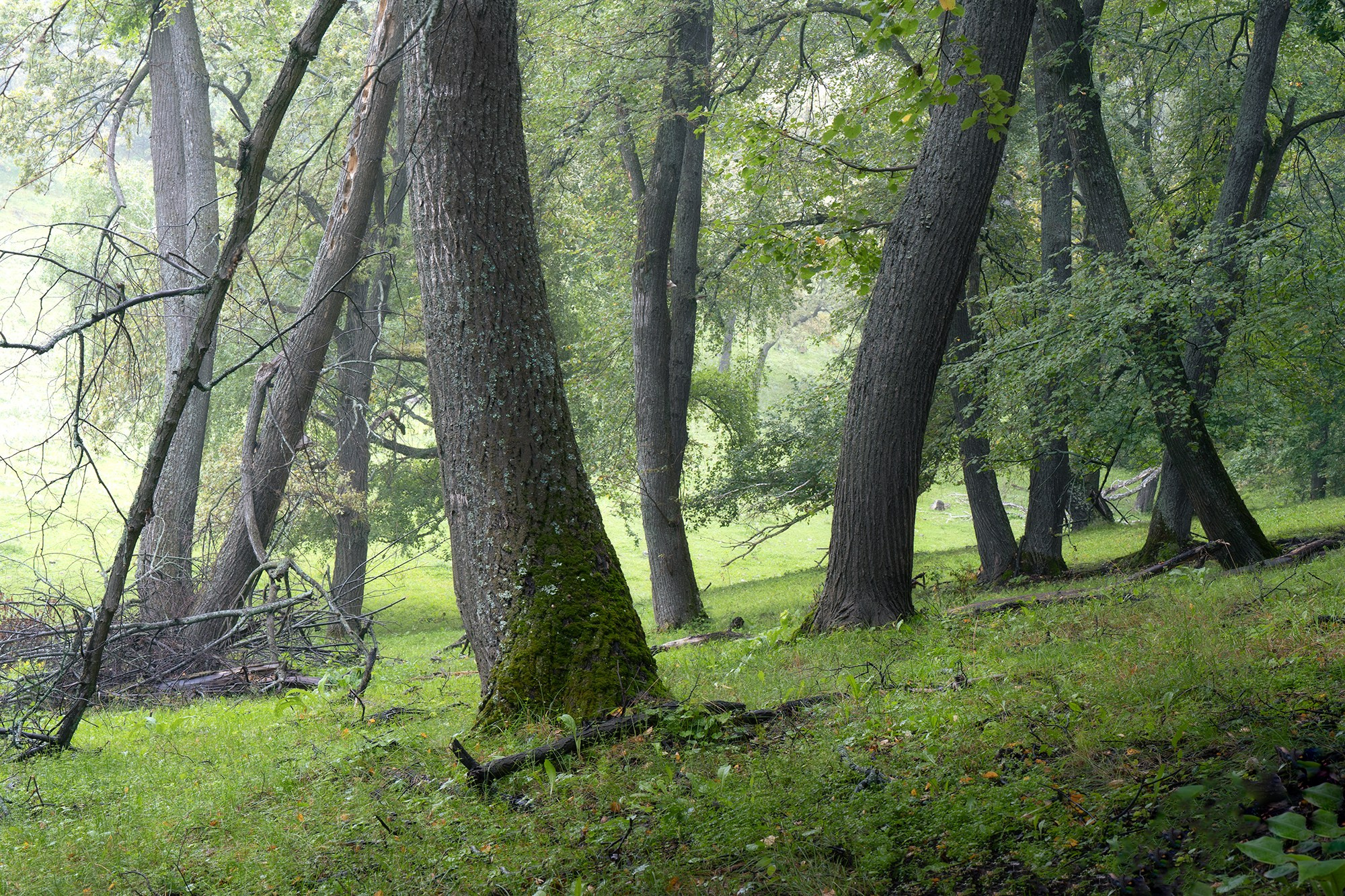 Лето, лес, деревья…. Пейзажный фотограф Руслан Лукманов