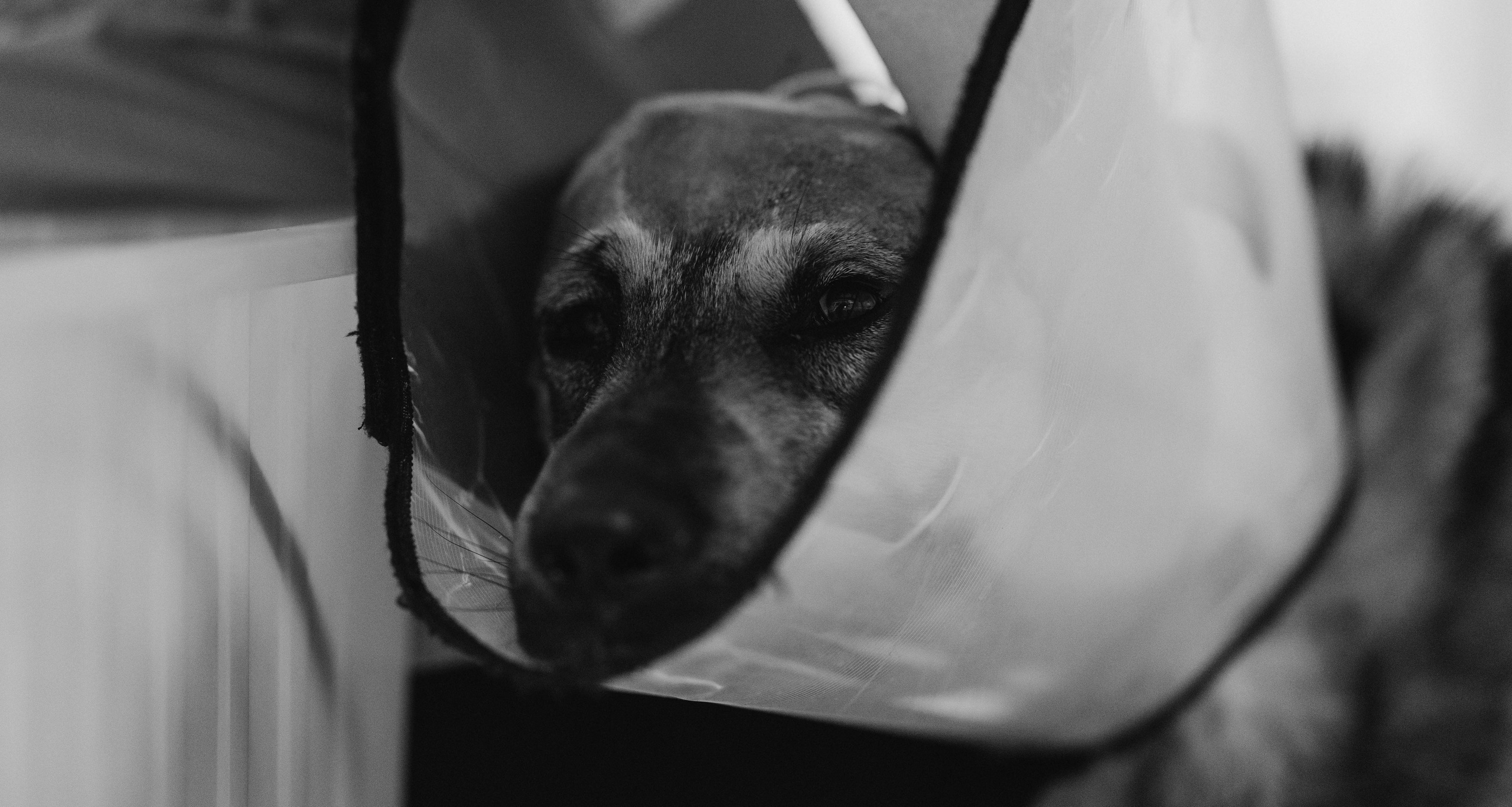 VetLife. Татьяна Афонина | Фотограф