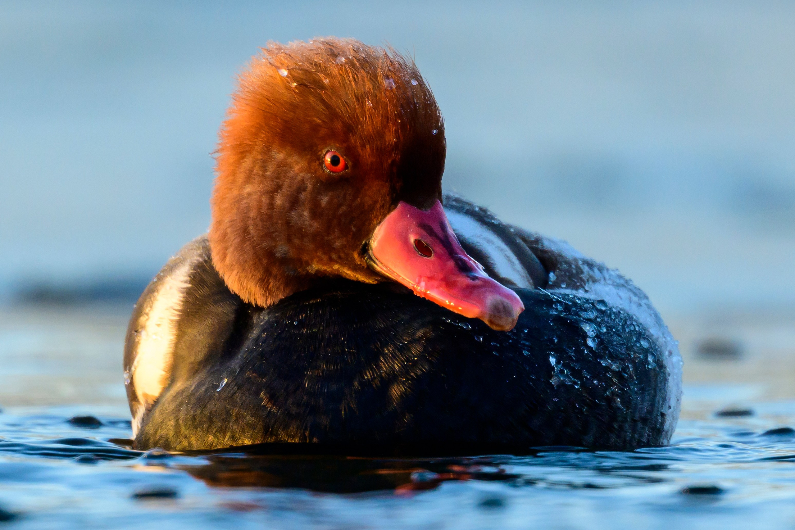 Нырки, гуси, лебеди. Pochards, geese, swans. Wildlife photography by Sergey Puponin