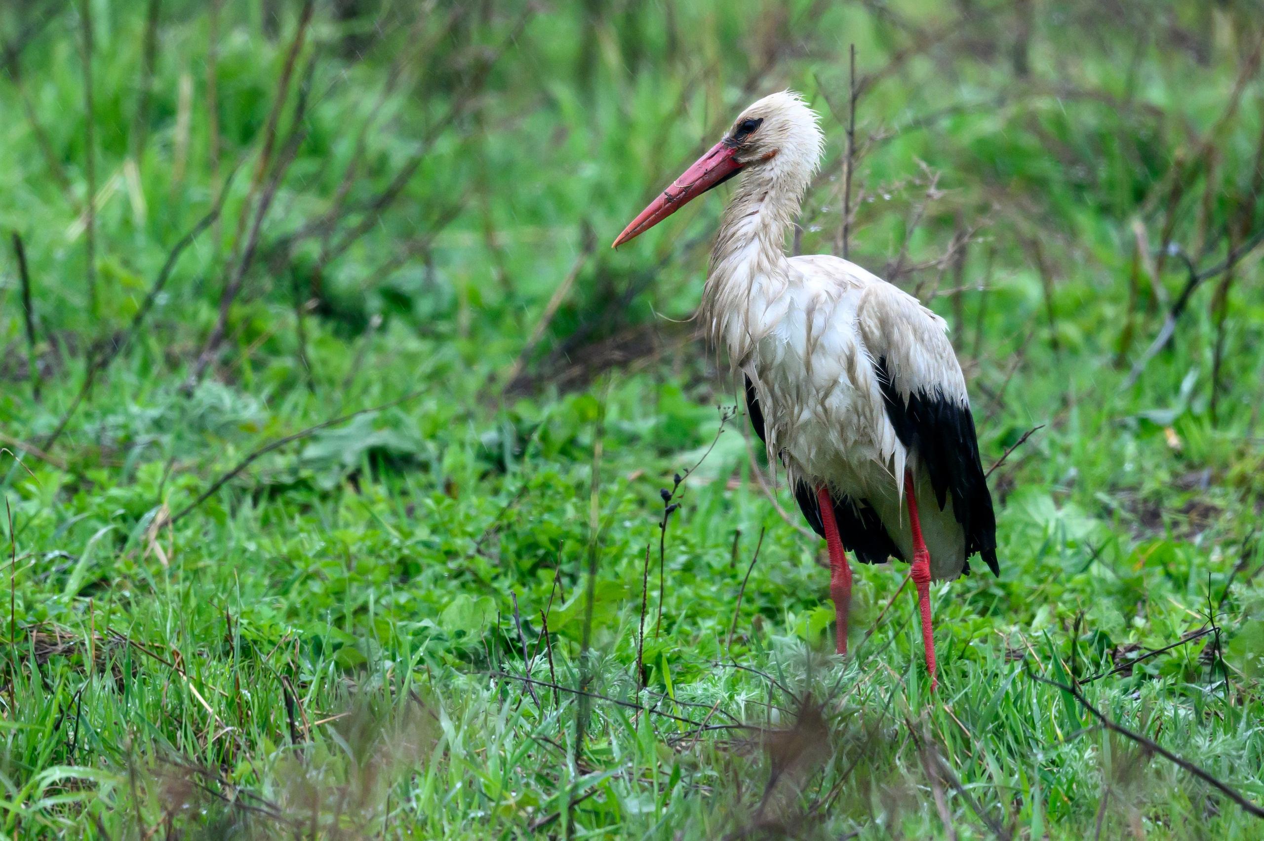 Дождь. Wildlife photography by Sergey Puponin