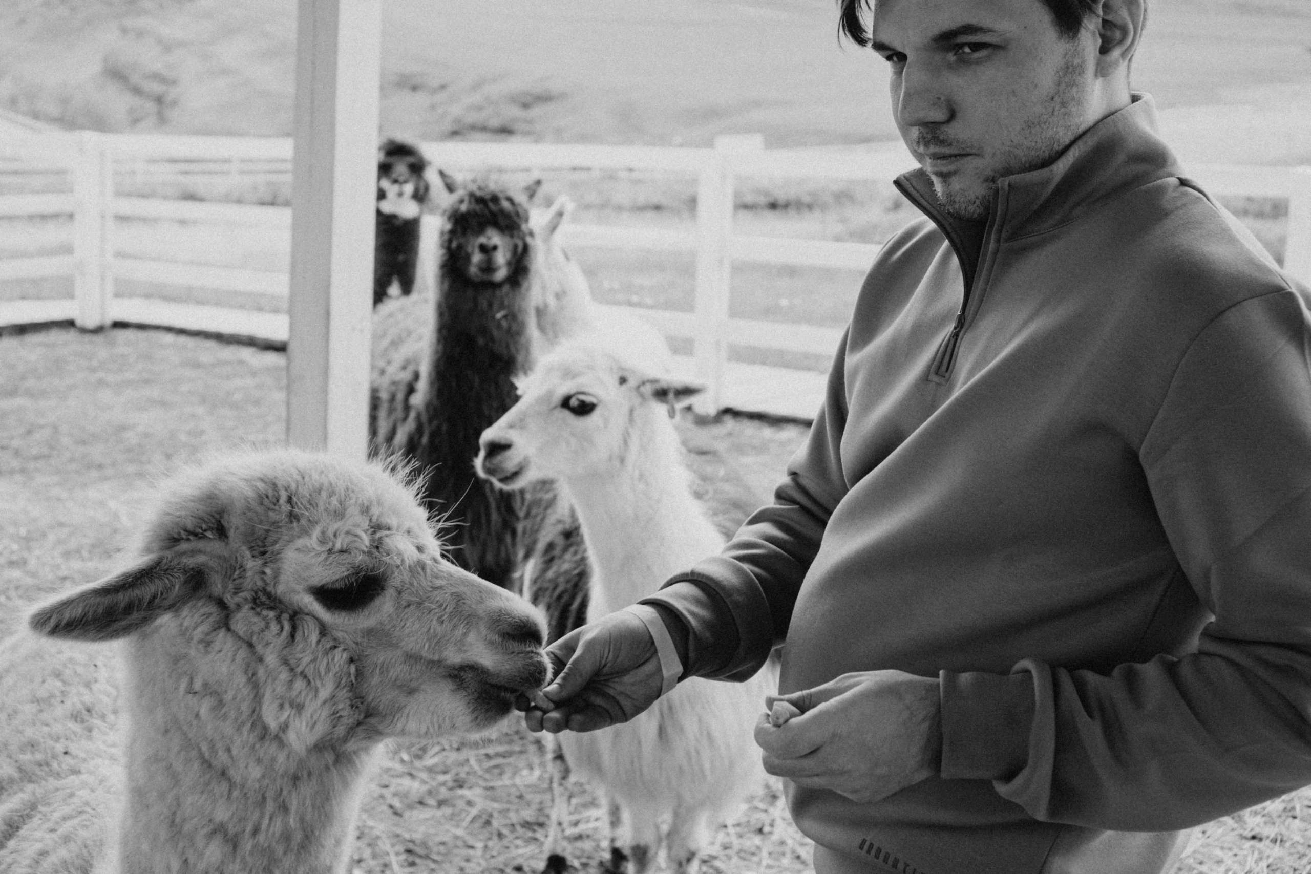 Ферма Альпак. Профессиональный фотограф, Санкт-Петербург — Виктория Богомолова