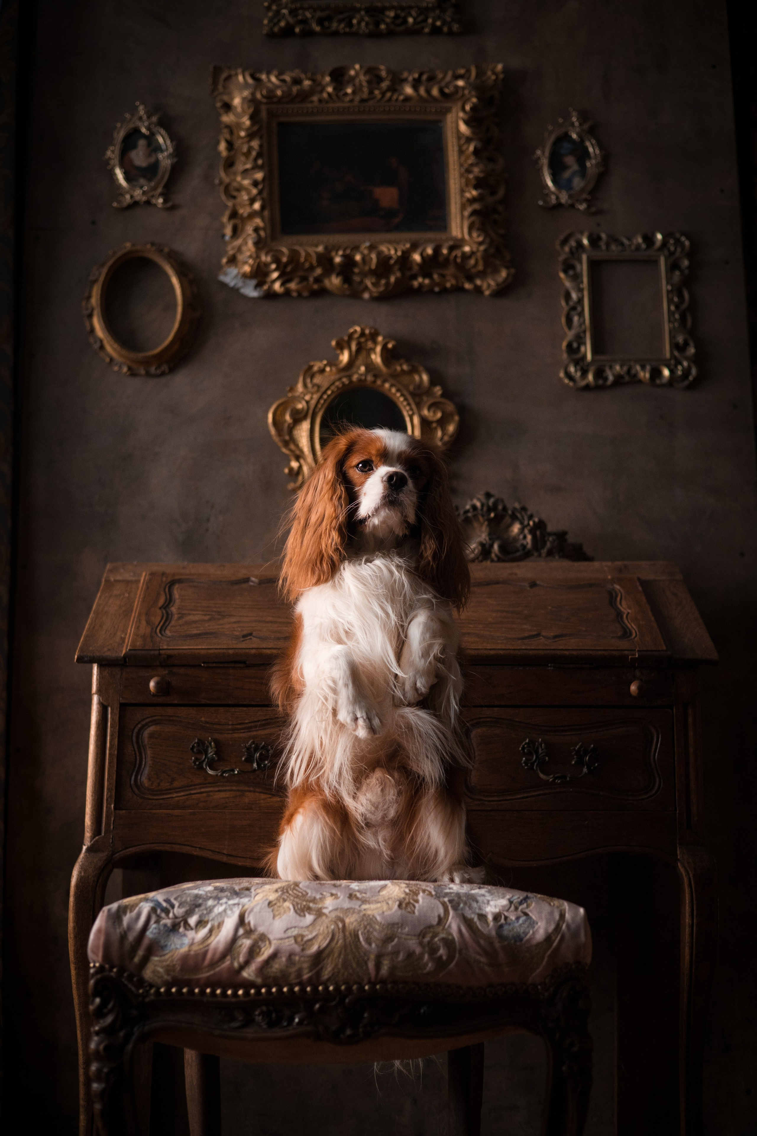 Портфолио. Фотограф-анималист в Екатеринбурге Марина Шишкина