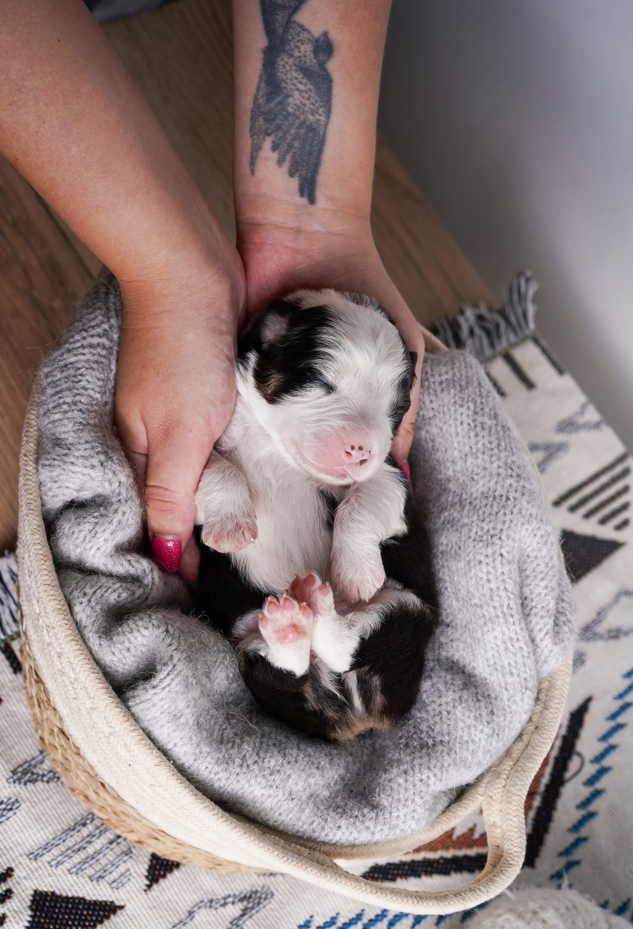 Щенки аусси. Фотограф-анималист в Санкт-Петербурге Яна Мартынова