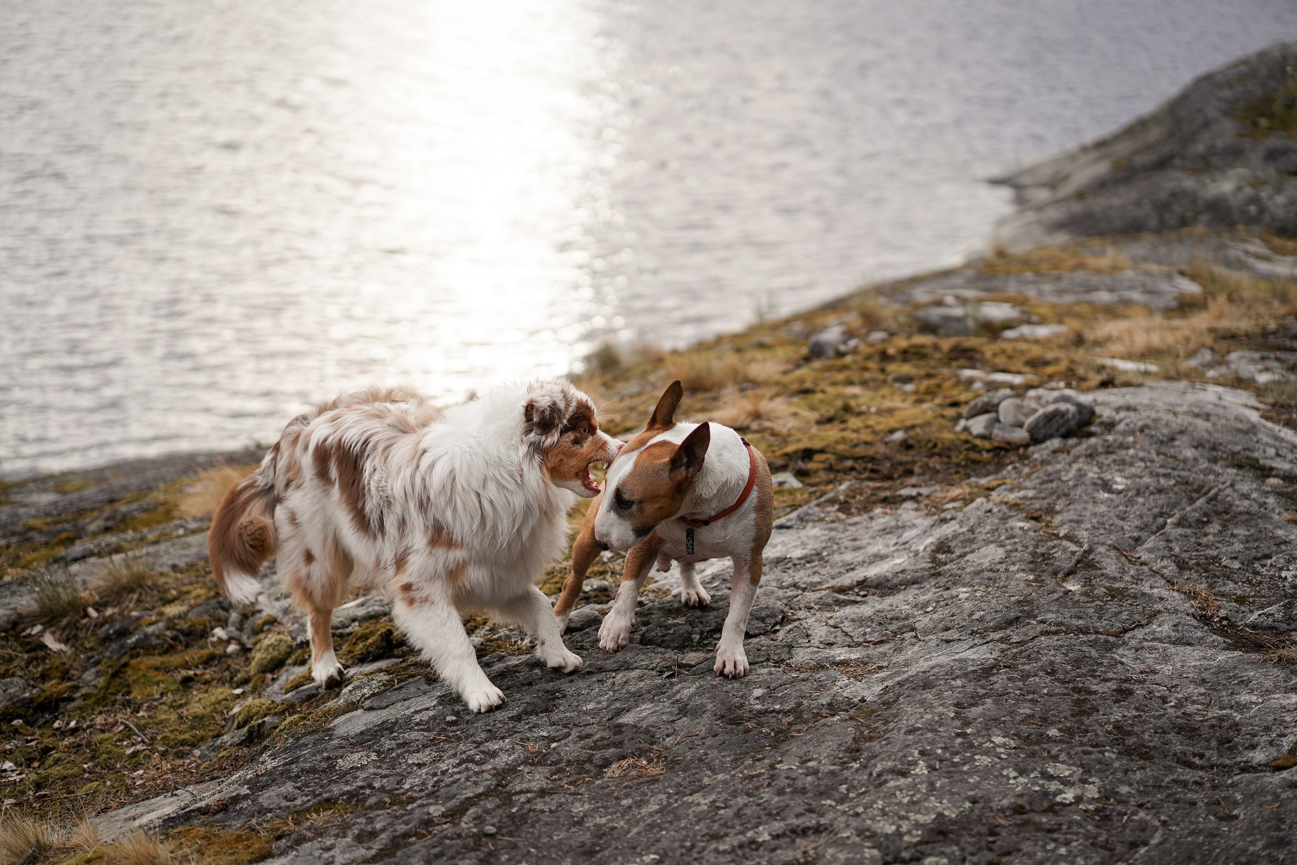 Панда и Юни в Карелии. Фотограф-анималист в Санкт-Петербурге Яна Мартынова