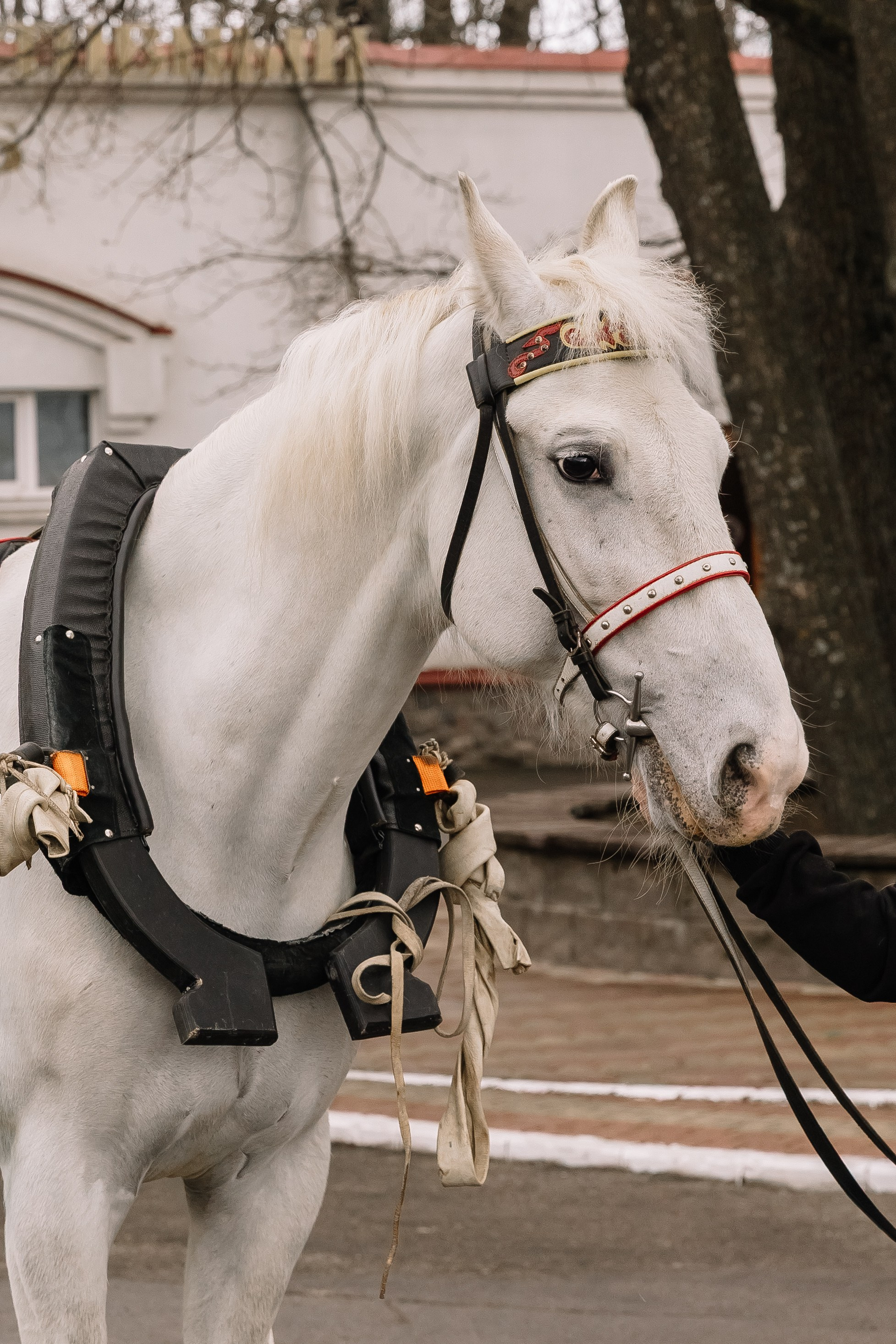 День Орловского рысака. Парк-отель Яр. Свадебный, репортажный фотограф Ирина Шкурина