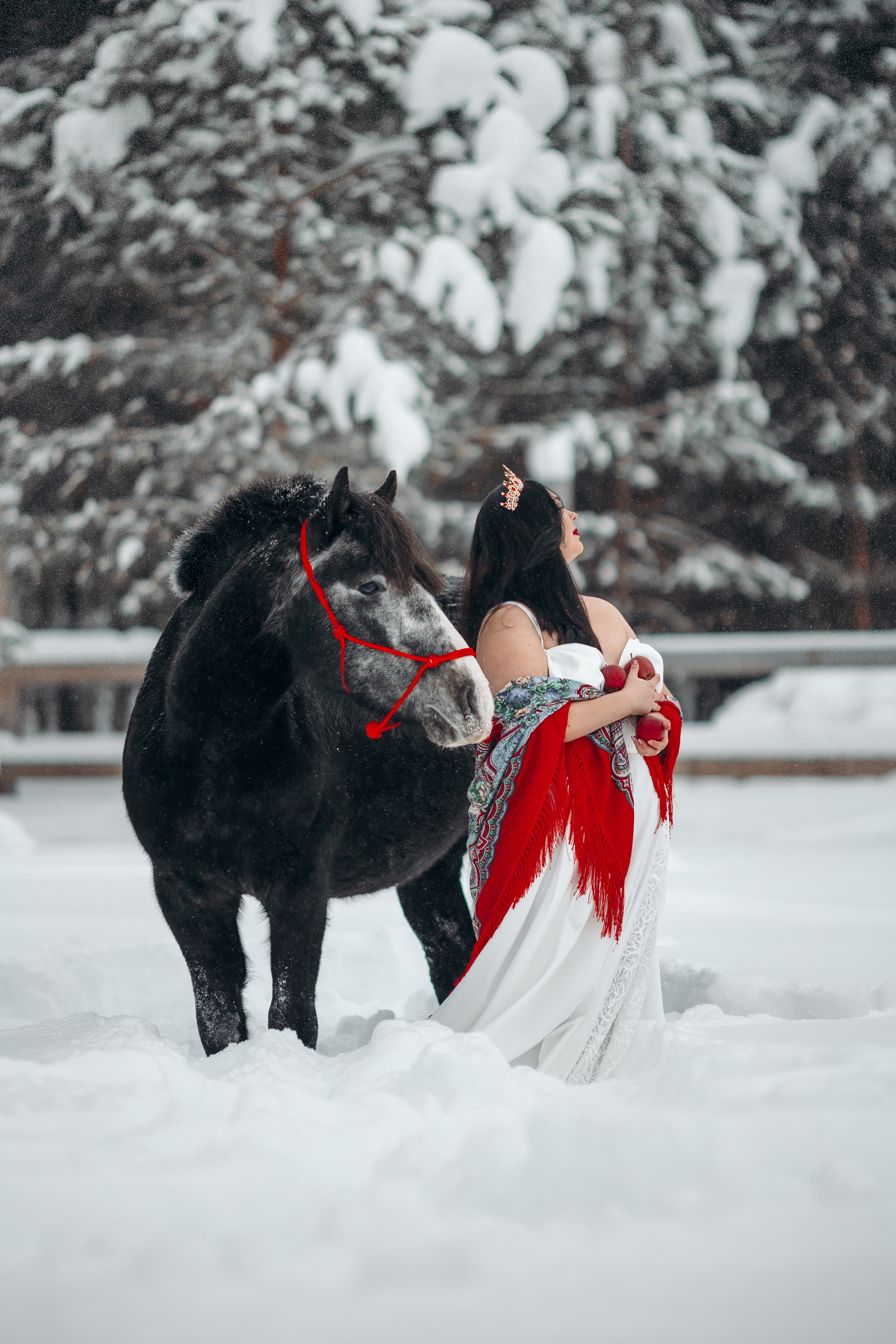 Яблоки на снегу. Анна Молчанова конный фотограф в Тюмени | фотосессии с лошадьми Тюмень