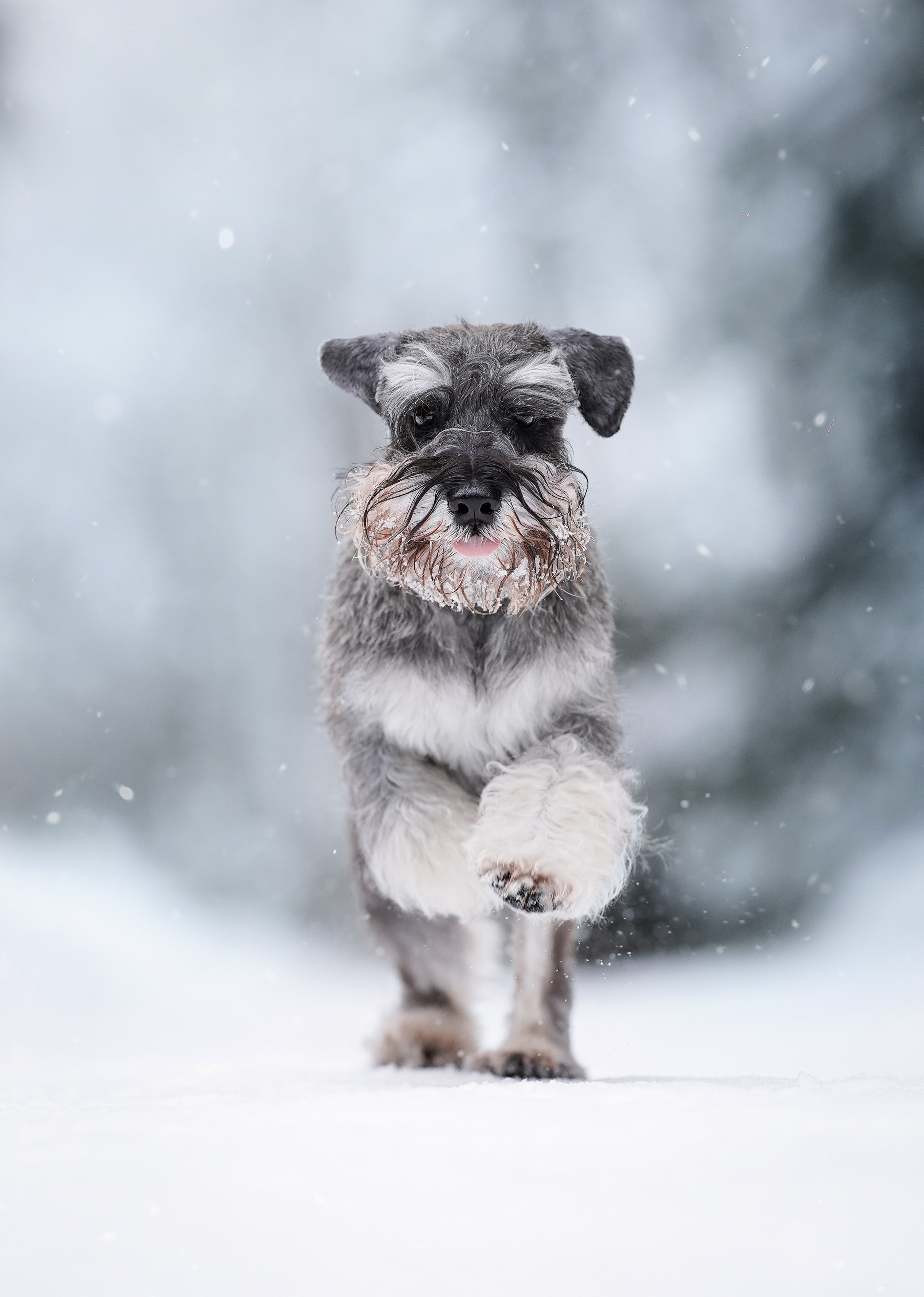 Бенчи и Арчи. Фотограф-анималист в Санкт-Петербурге Яна Мартынова