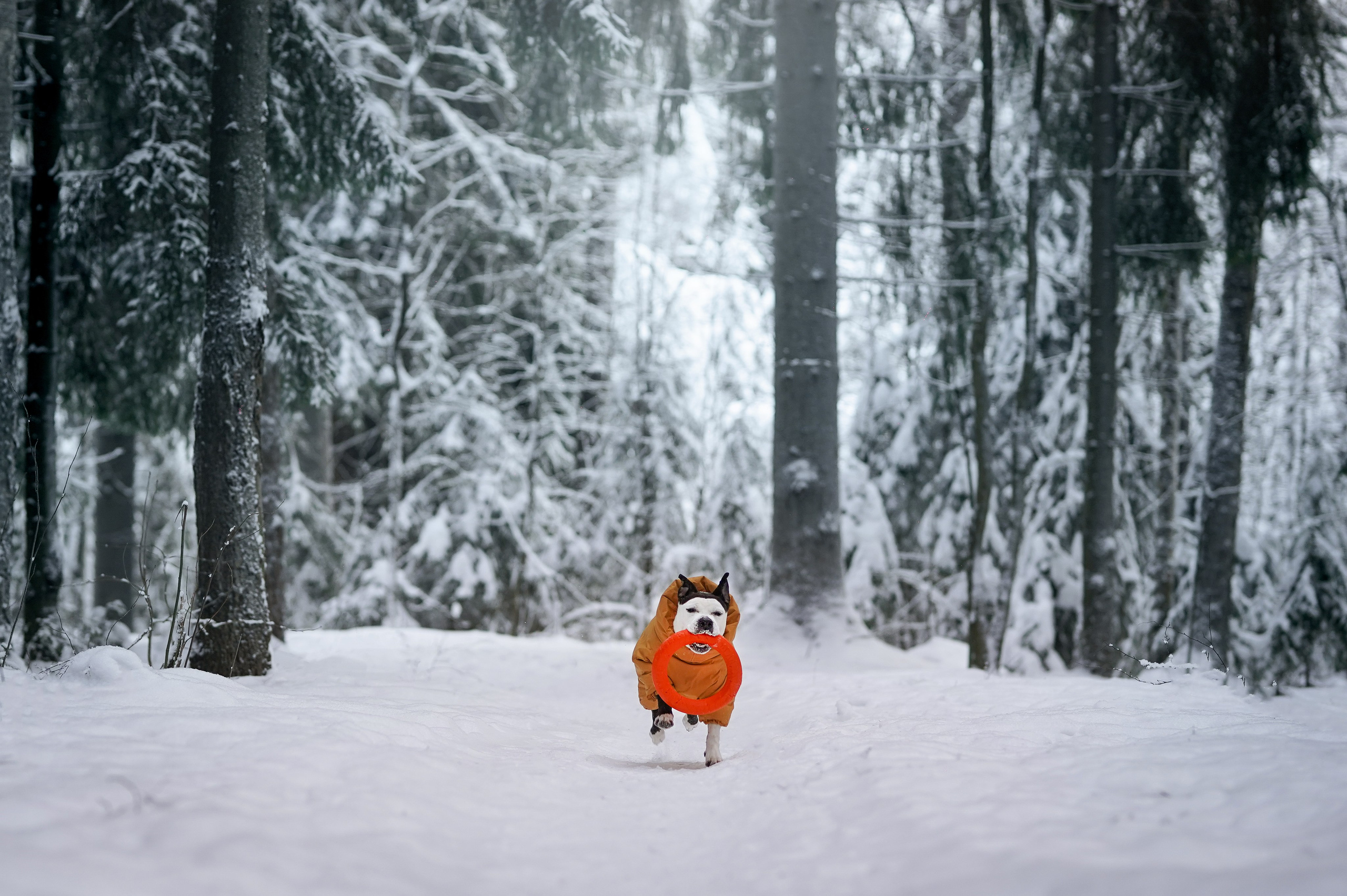 Маша Женя и Фиона. Фотограф-анималист в Санкт-Петербурге Яна Мартынова