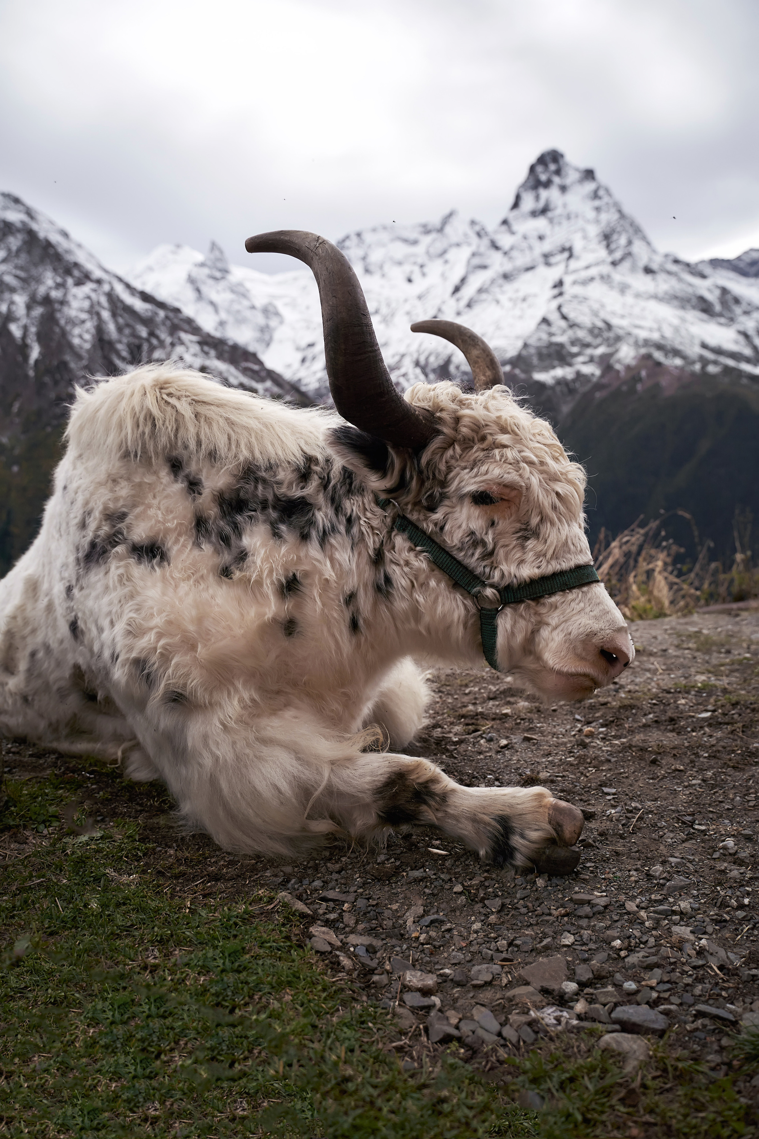 Love Story в Домбае глазами TWINS STUDIO. ТВИНС СТУДИО — лучшие свадебные фотографы и видеографы в Краснодаре