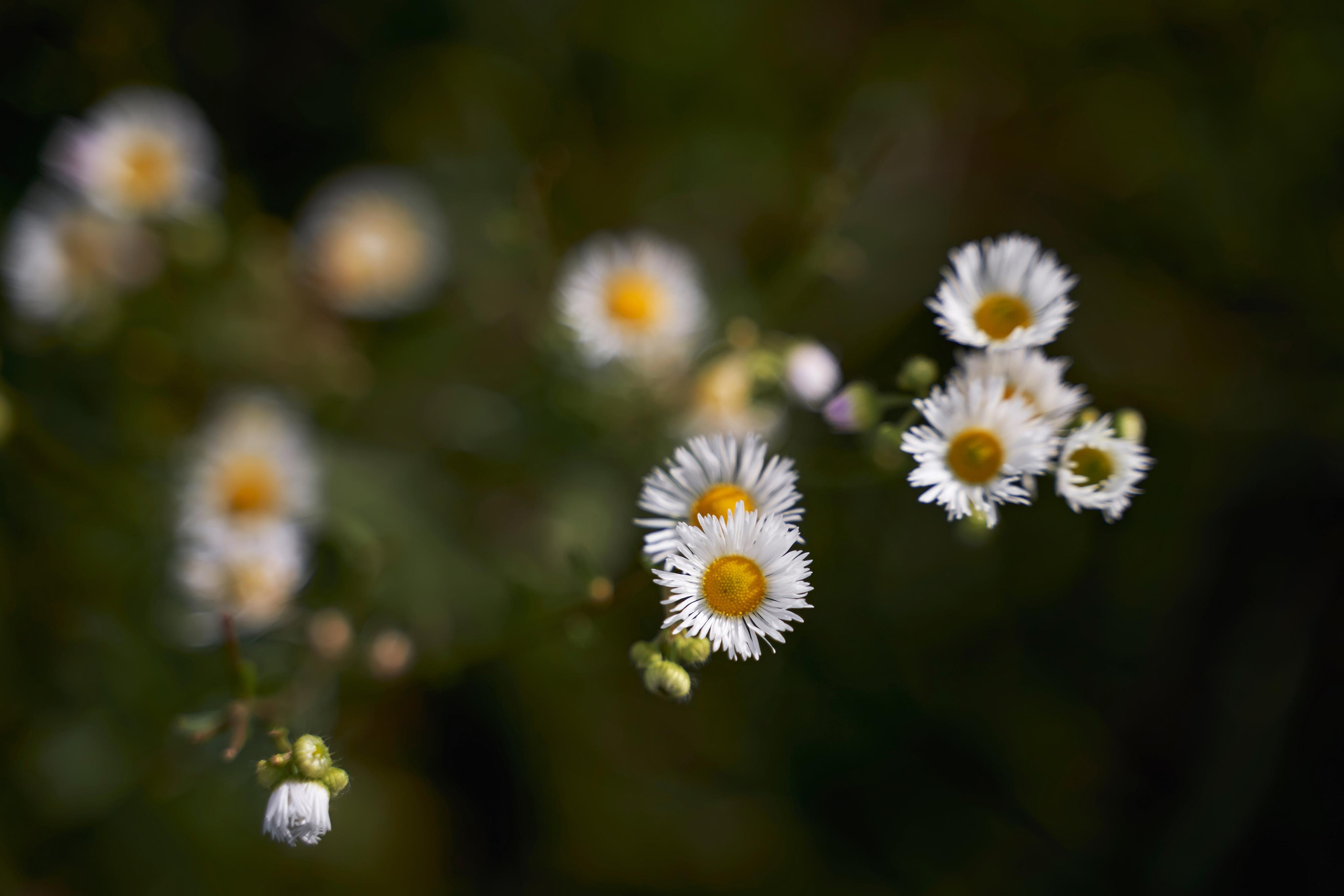 Love Story в Домбае глазами TWINS STUDIO. ТВИНС СТУДИО — лучшие свадебные фотографы и видеографы в Краснодаре