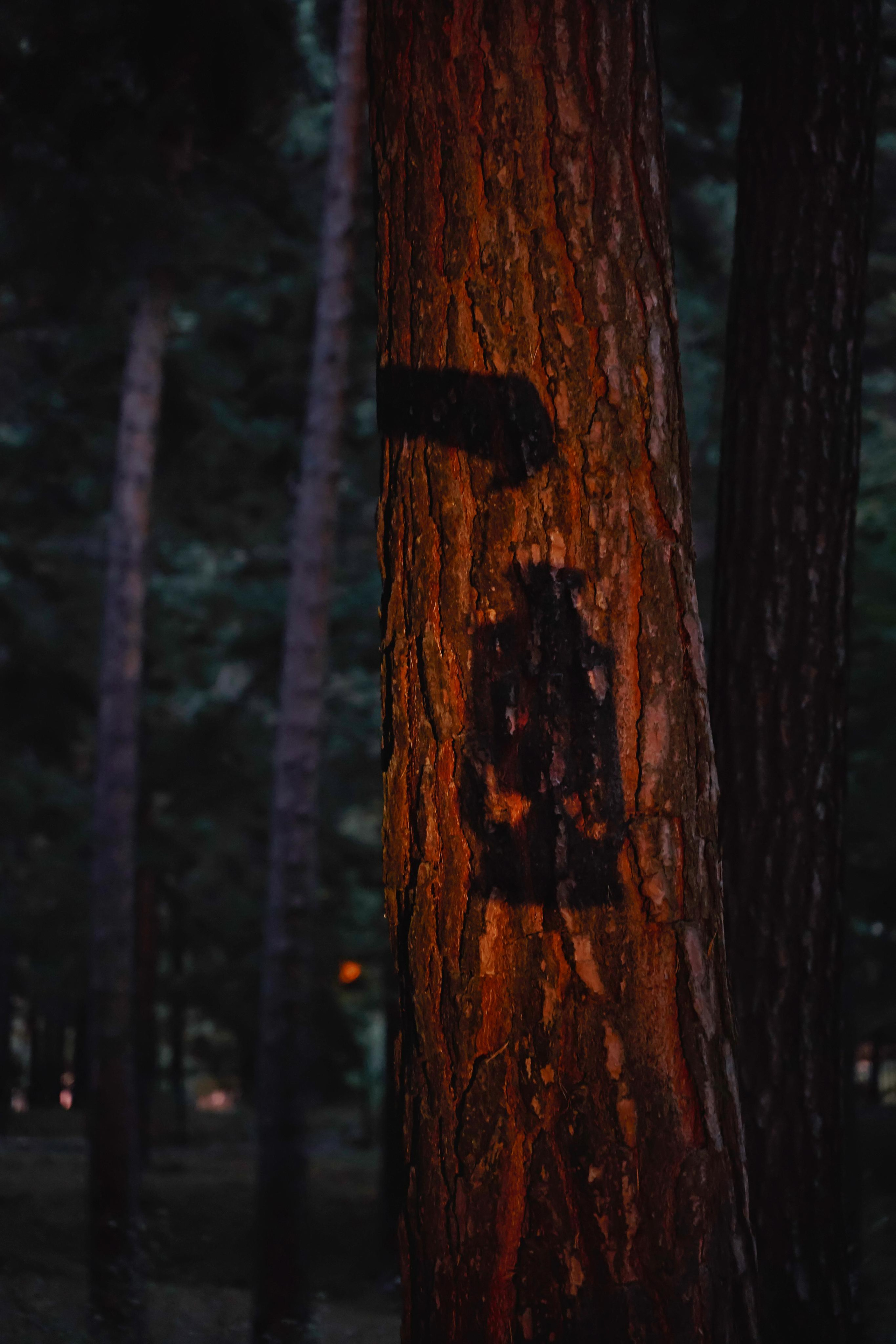 Love Story в Домбае глазами TWINS STUDIO. ТВИНС СТУДИО — лучшие свадебные фотографы и видеографы в Краснодаре