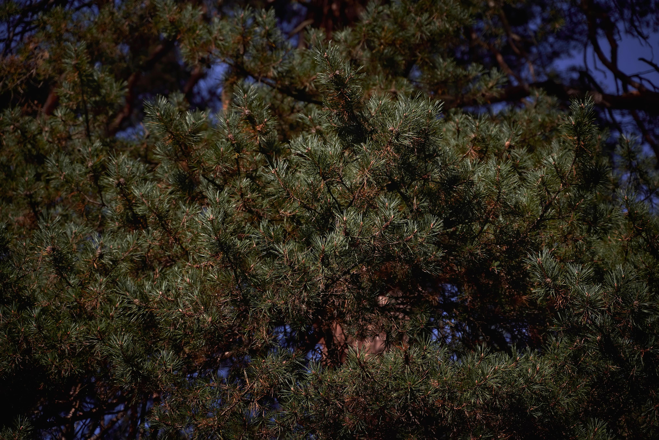 Love Story в Домбае глазами TWINS STUDIO. ТВИНС СТУДИО — лучшие свадебные фотографы и видеографы в Краснодаре