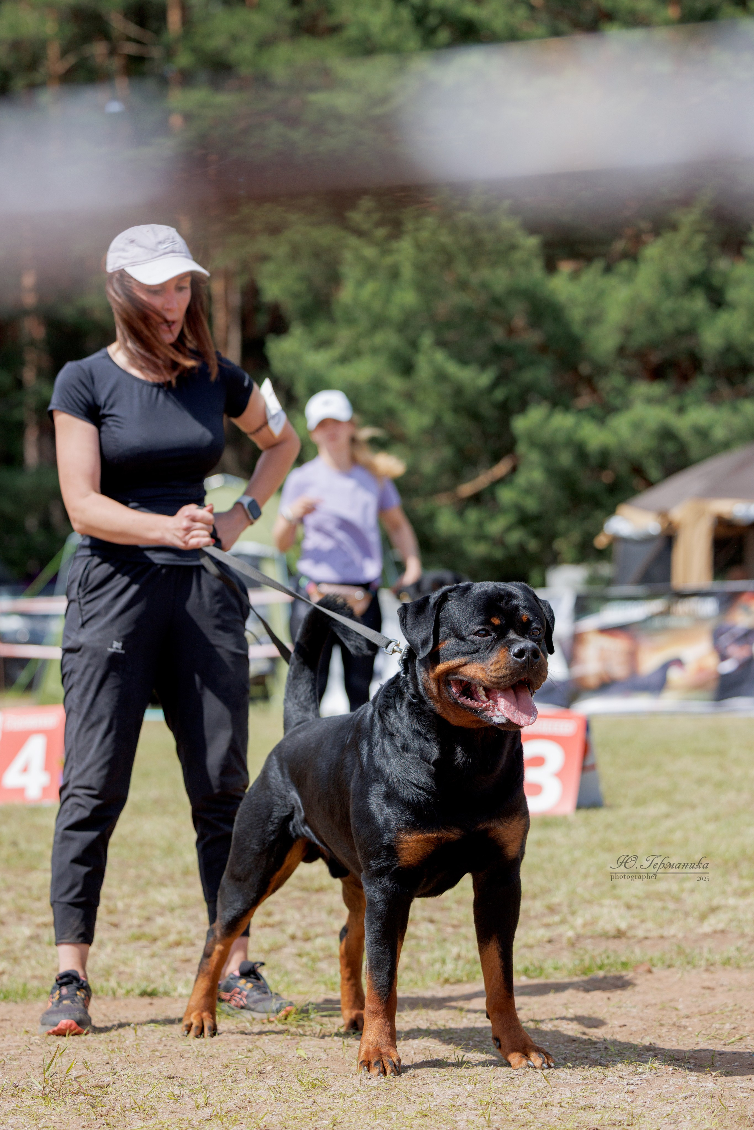 Тверь ротвейлеры 5-6.07.2025. Фотограф-анималист Юлия Германика