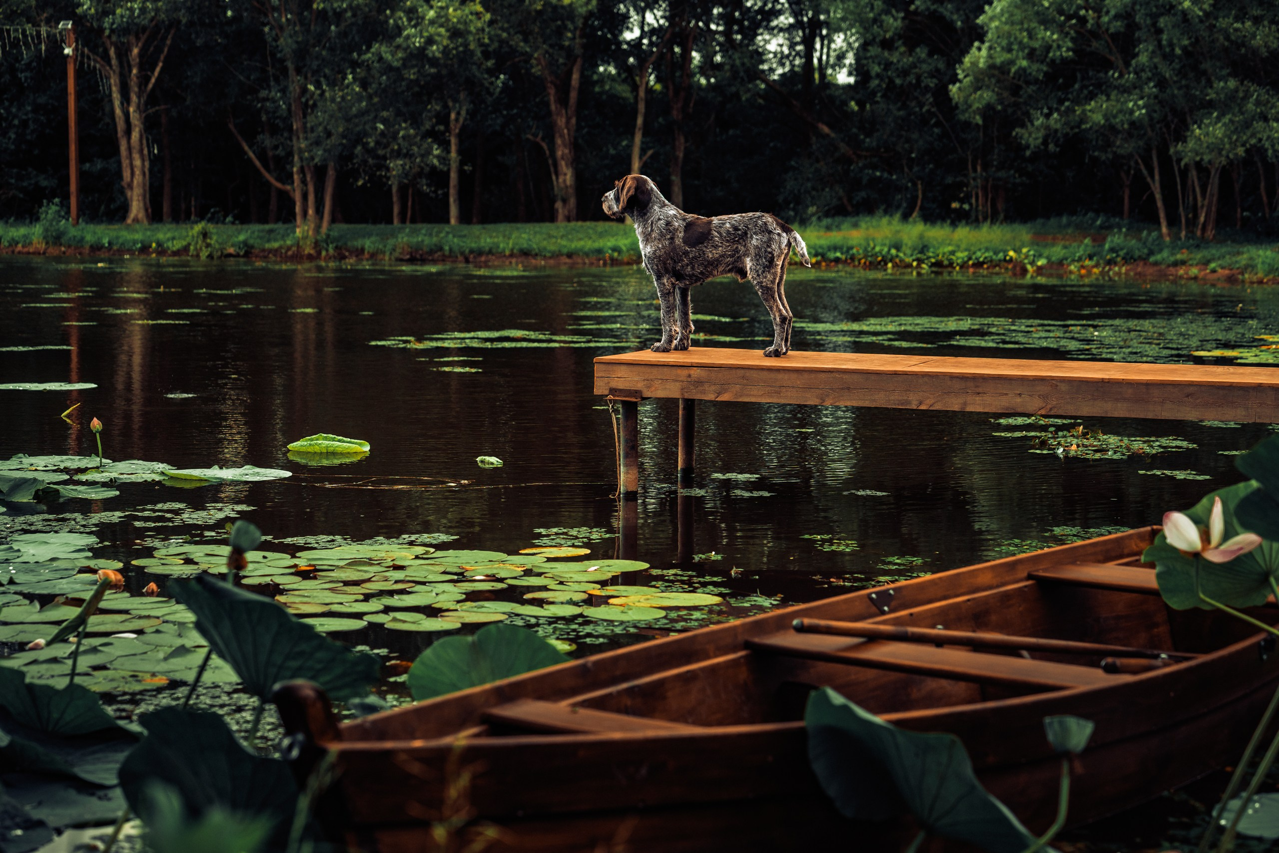 Проект Пруд лотосов. Ivan Zaitsev (IZIART) — 通过照片和视频创建文化代码