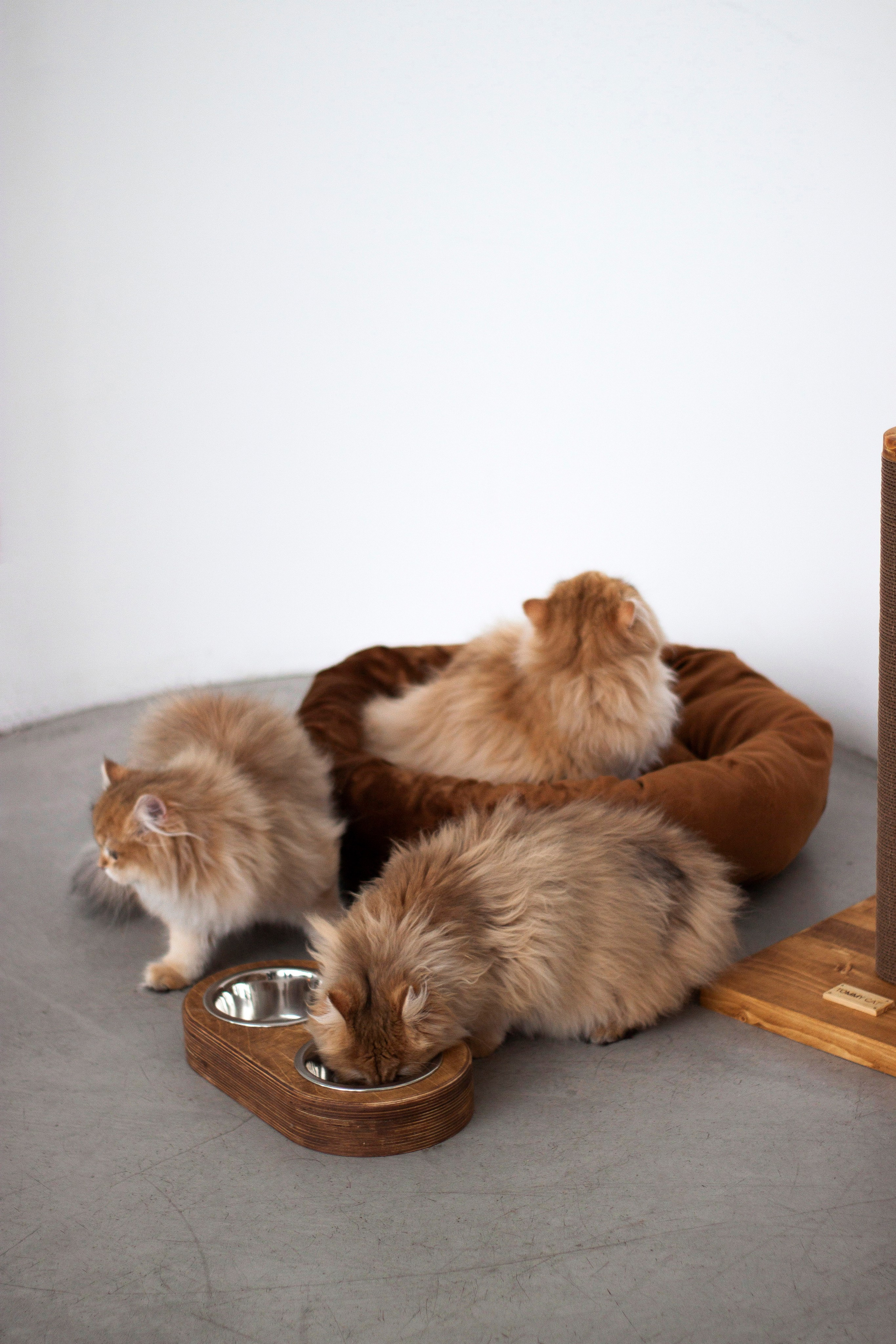 Работа с Tommy cat. Oksan_photo