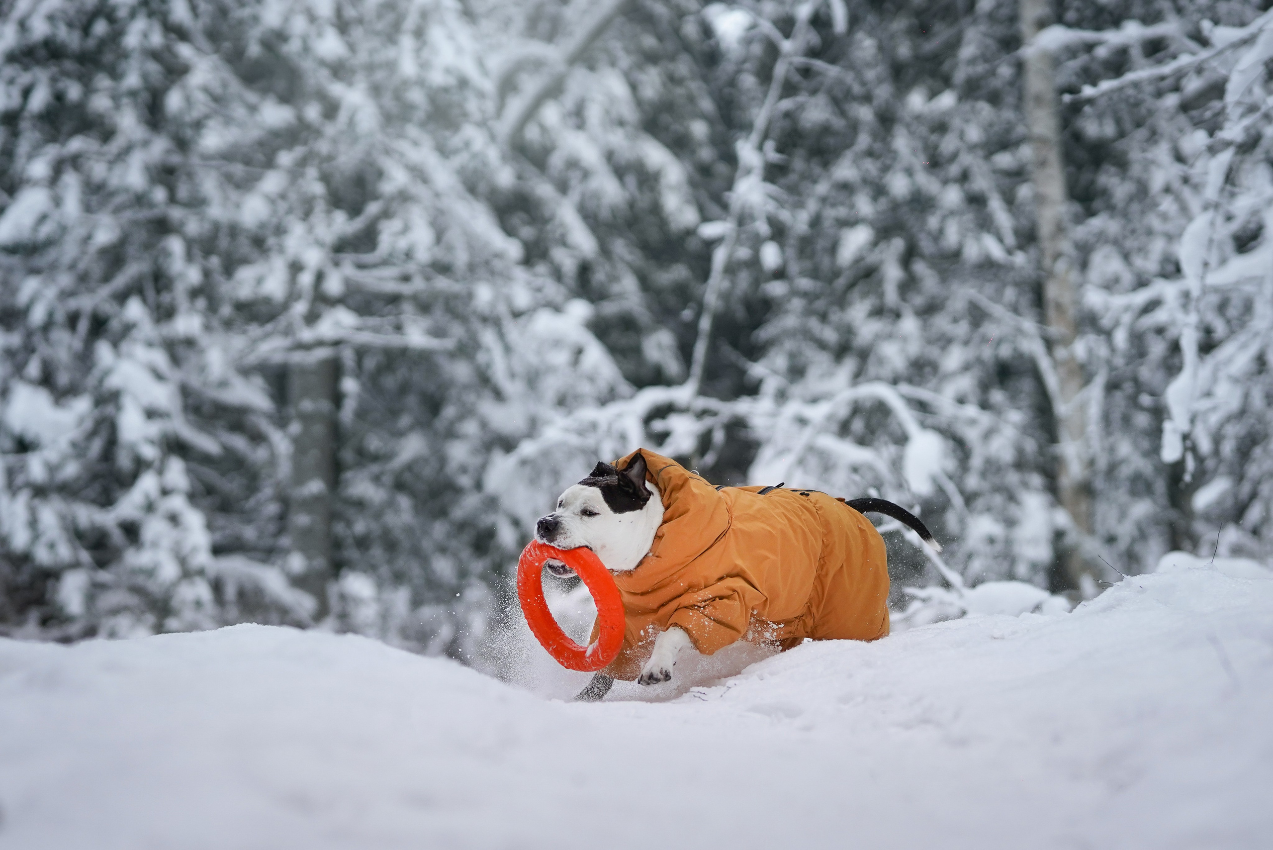 Маша Женя и Фиона. Фотограф-анималист в Санкт-Петербурге Яна Мартынова