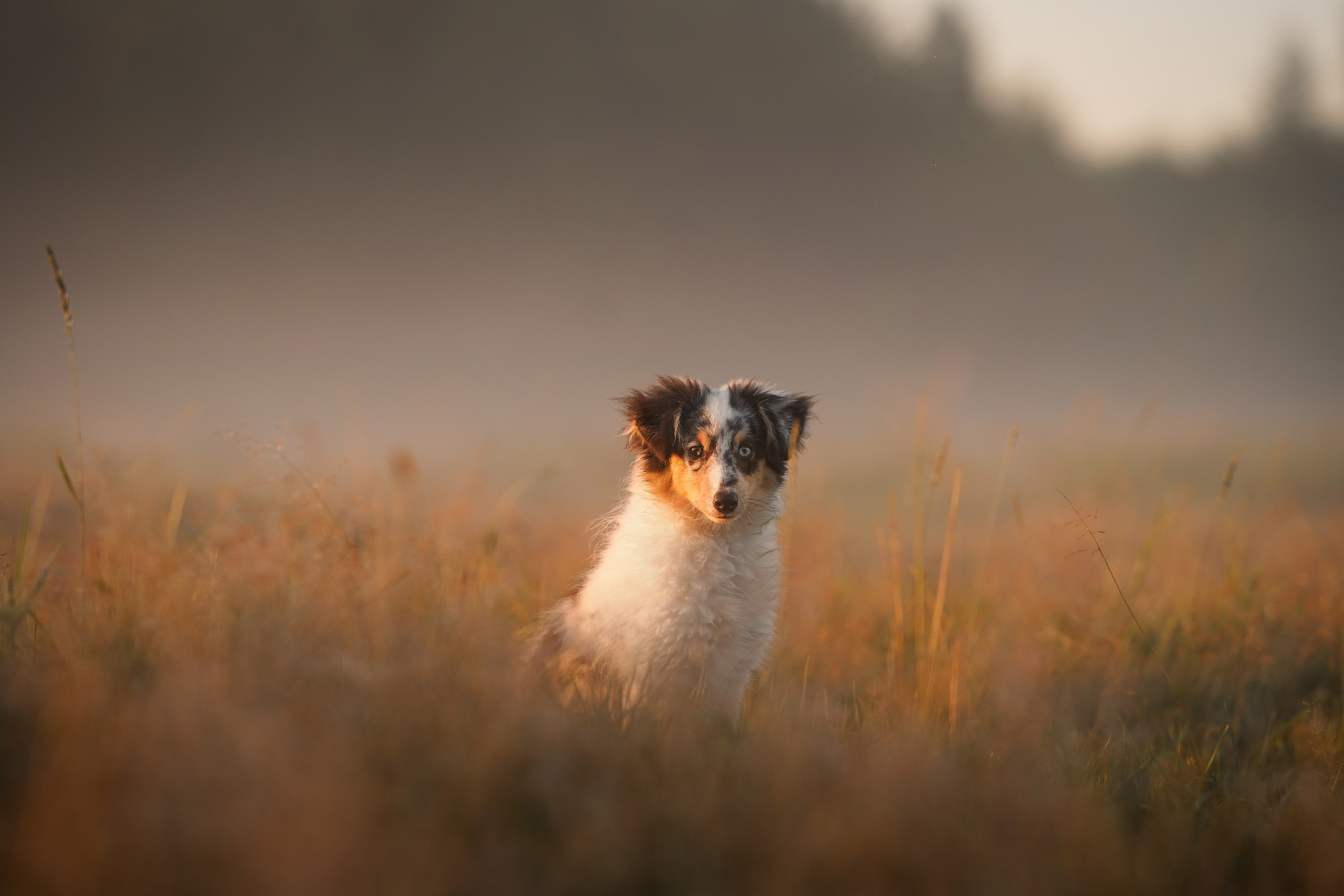 Алина и Лето. Фотограф-анималист в Санкт-Петербурге Яна Мартынова