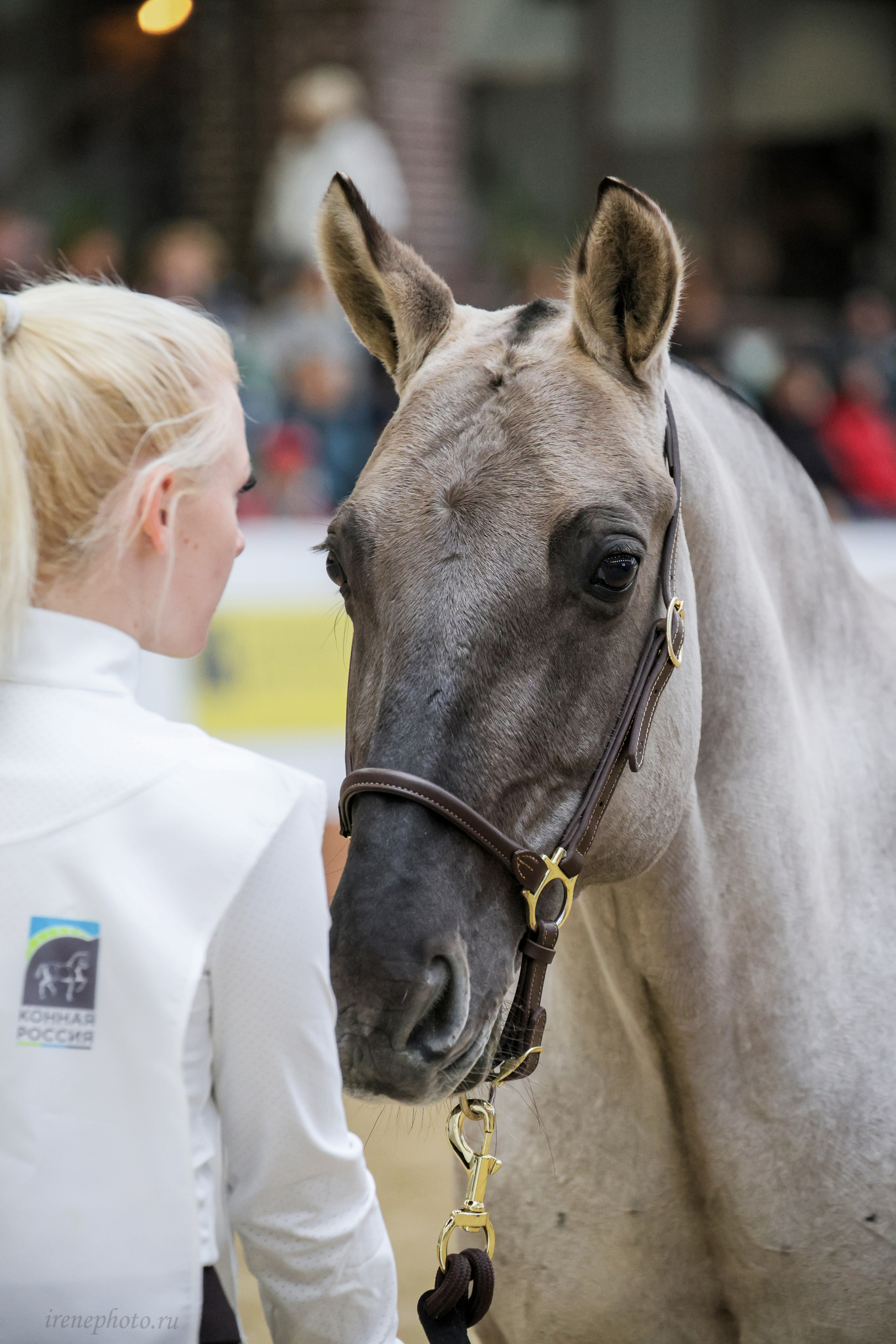 Конная Россия 2024. Irenephoto.ru