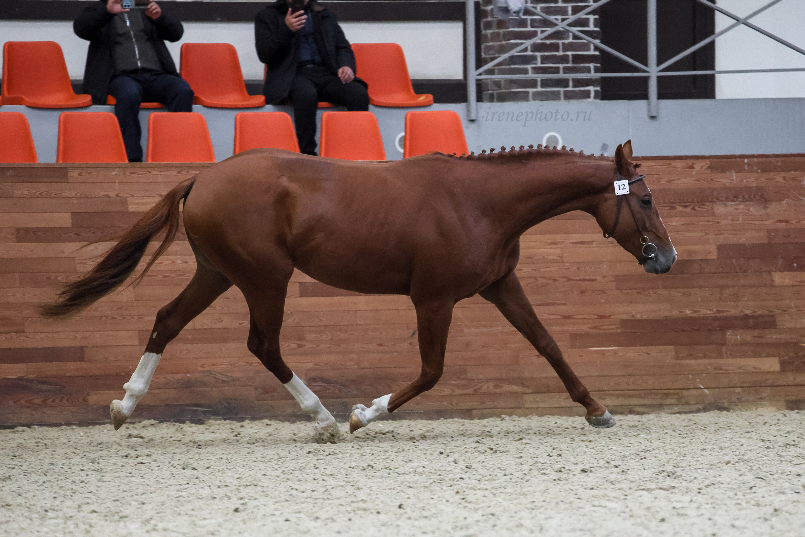 Конная Россия 2024. Irenephoto.ru