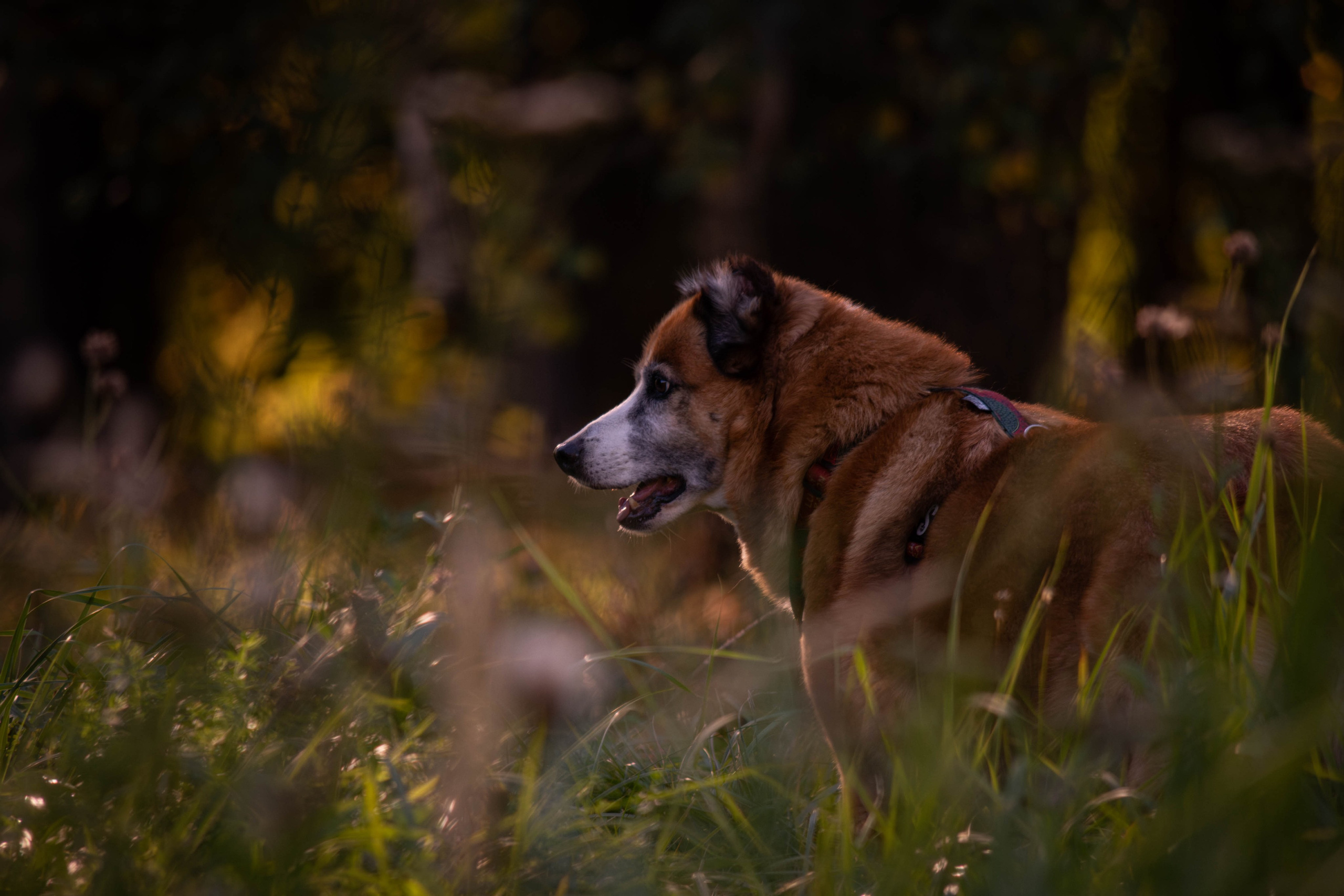 Ник и Полина. Фотограф Светлана Блинова, Москва и Московская область