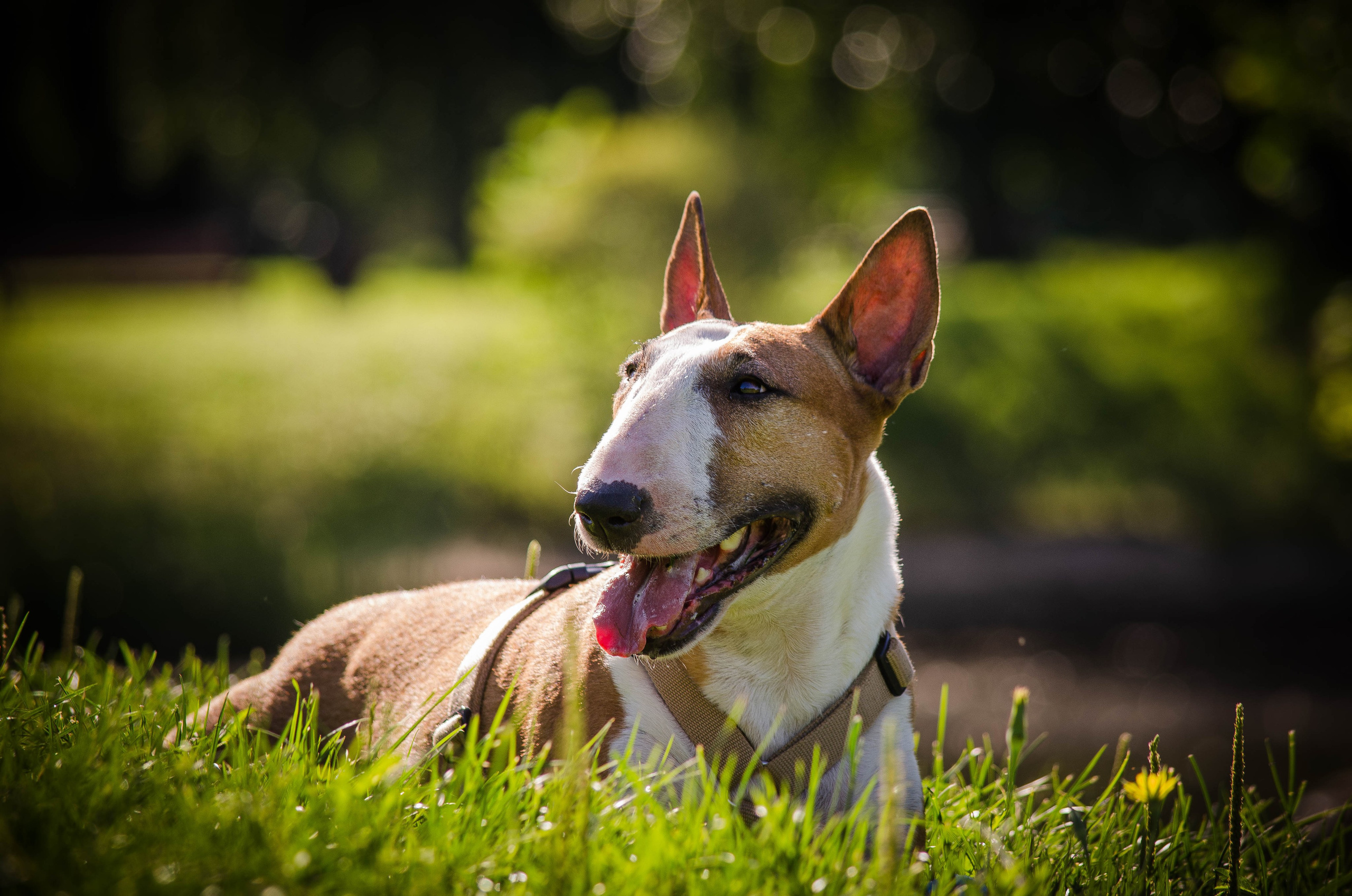 Пуля. Фотограф Светлана Блинова, Москва и Московская область