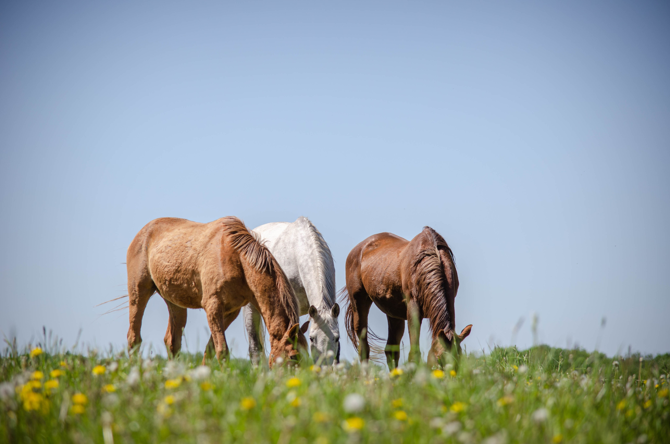 Лошадковое. Фотограф Светлана Блинова, Москва и Московская область