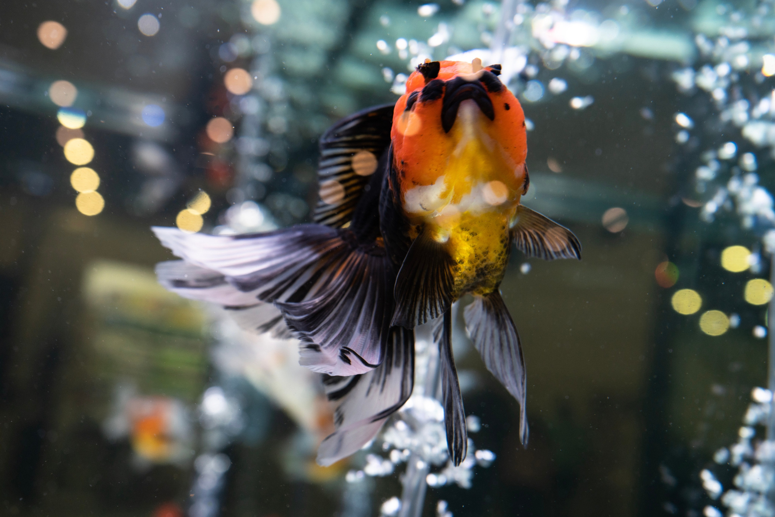 Фотосессии Пушистиков. Фотограф в Санкт-Петербурге Виктория Барышникова