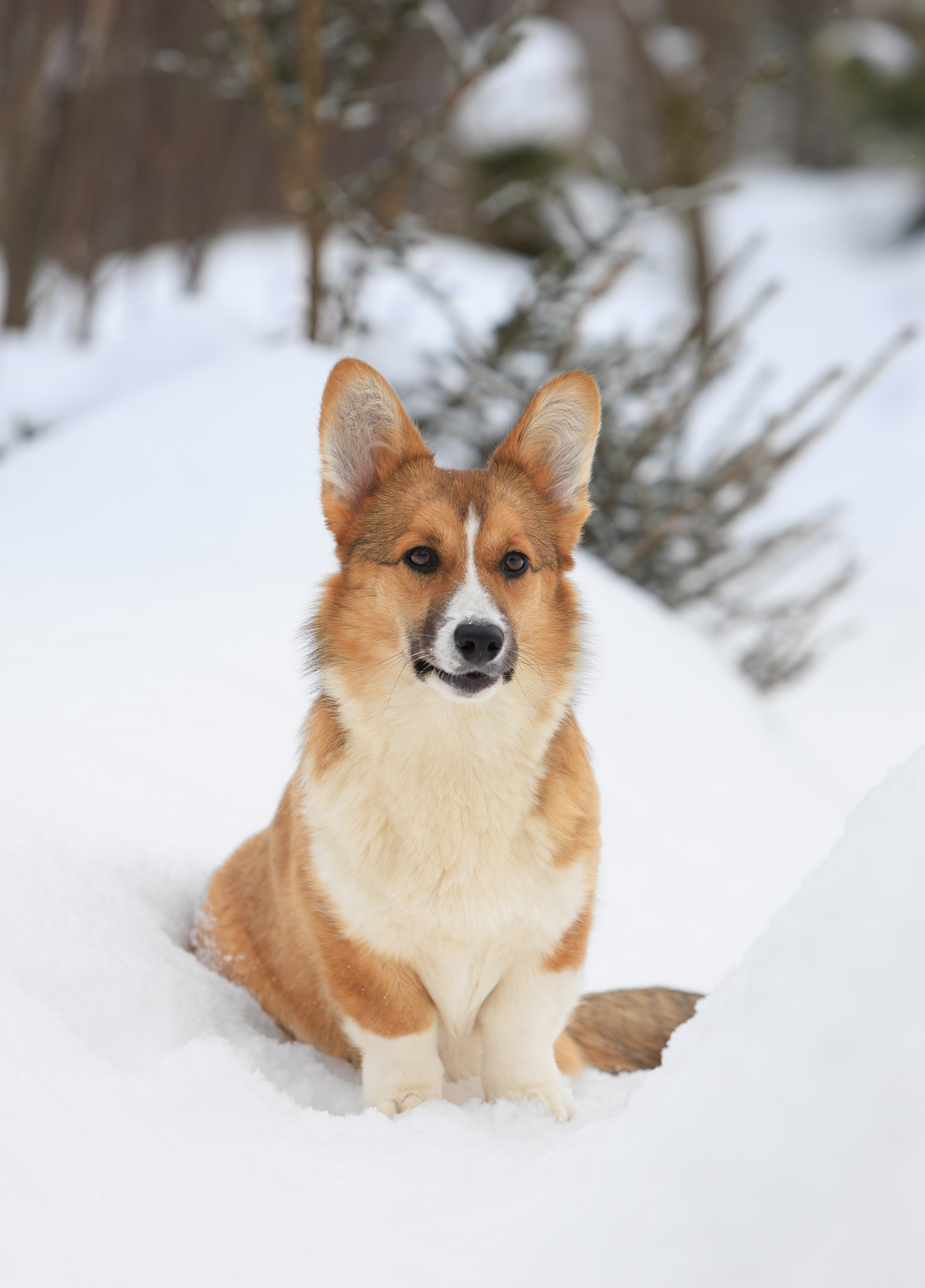 Корги и ВЕО зимой. Фотограф-анималист в Москве, МО и Владимире