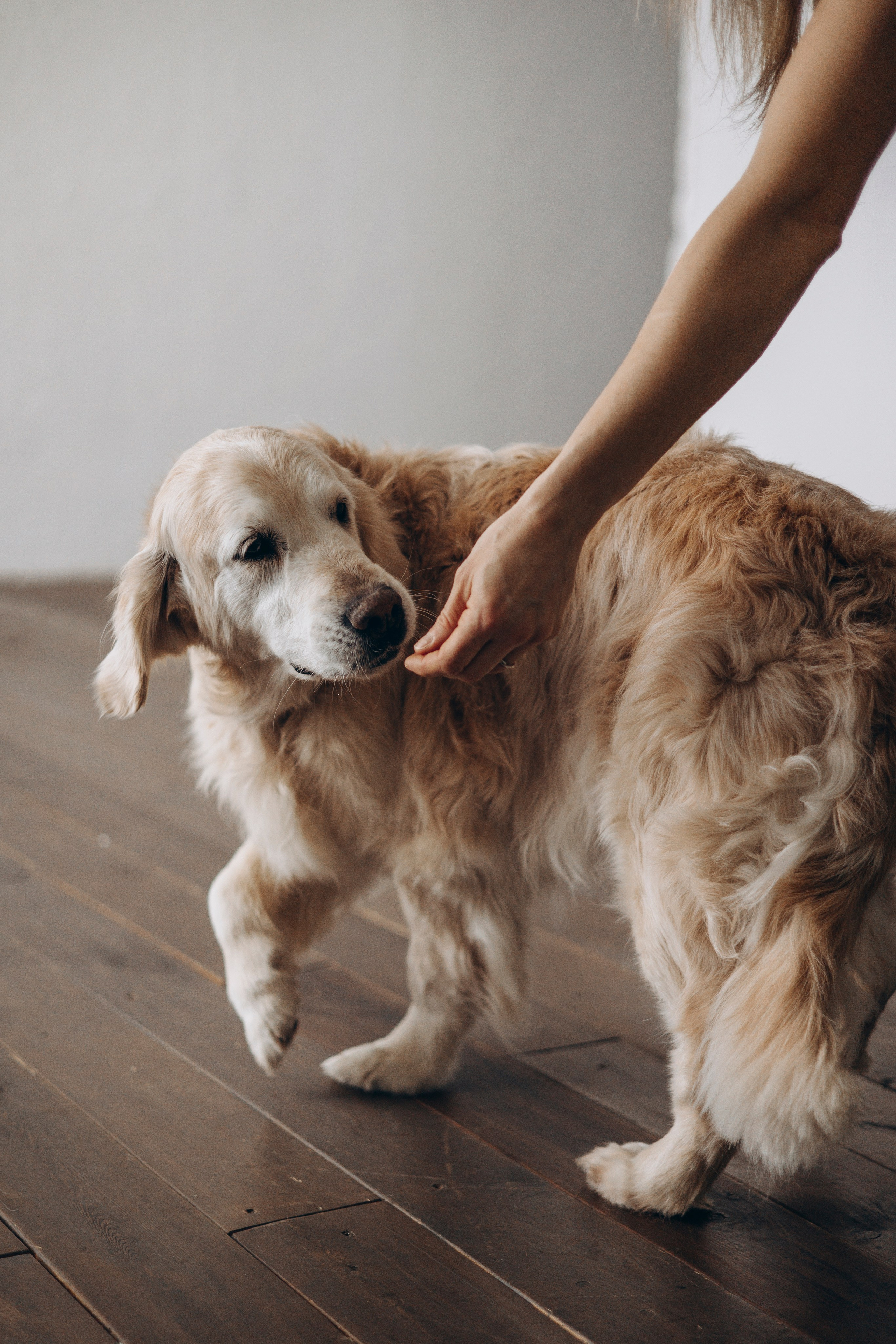 Ирина и Луна. Фотограф — Анималист | Санкт-Петербург