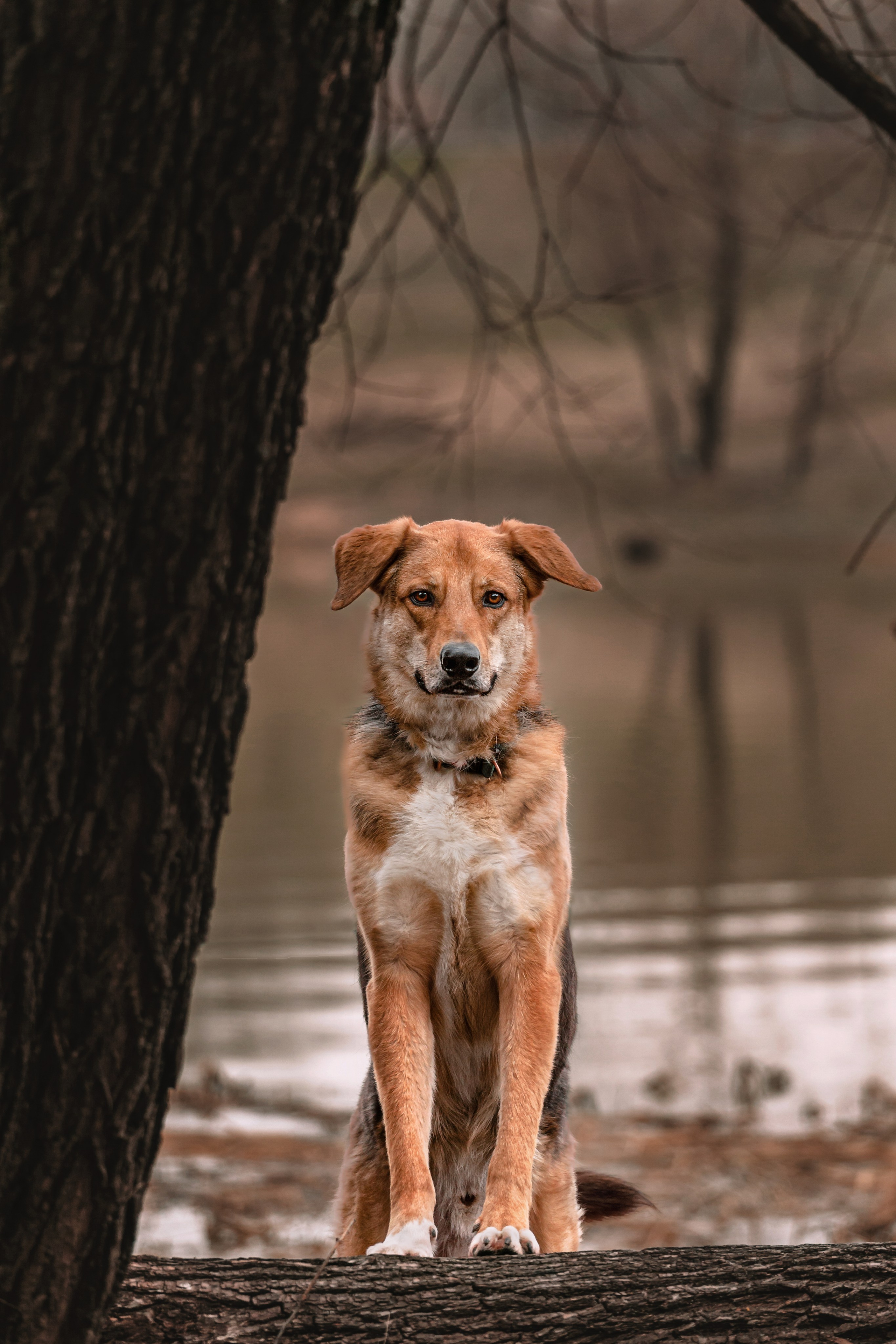 Трэвис и Валли 2024. Фотограф-анималист Татьяна Степанова