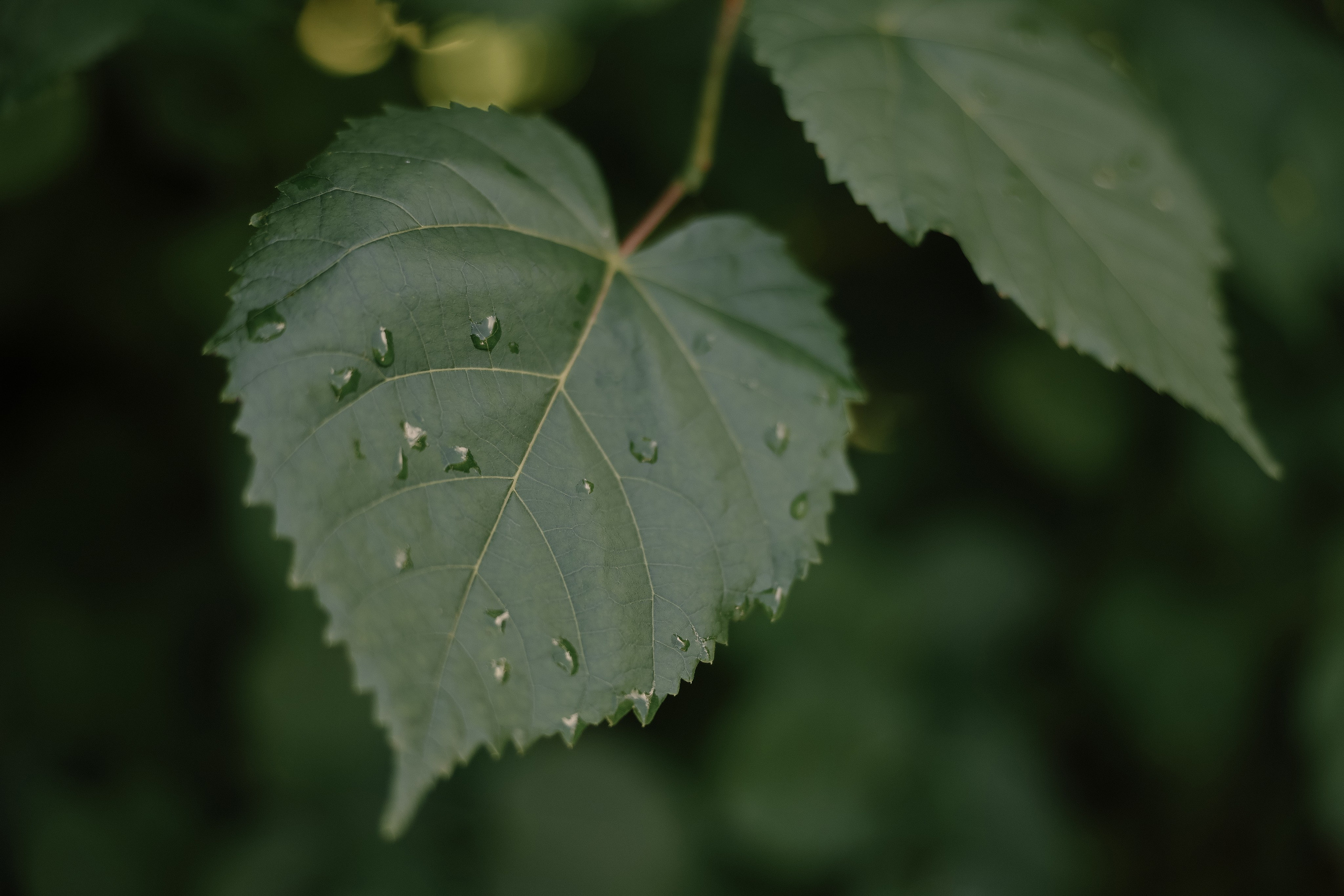Анна и Кузьма. Свадебный и семейный Фотограф Денис Кошель