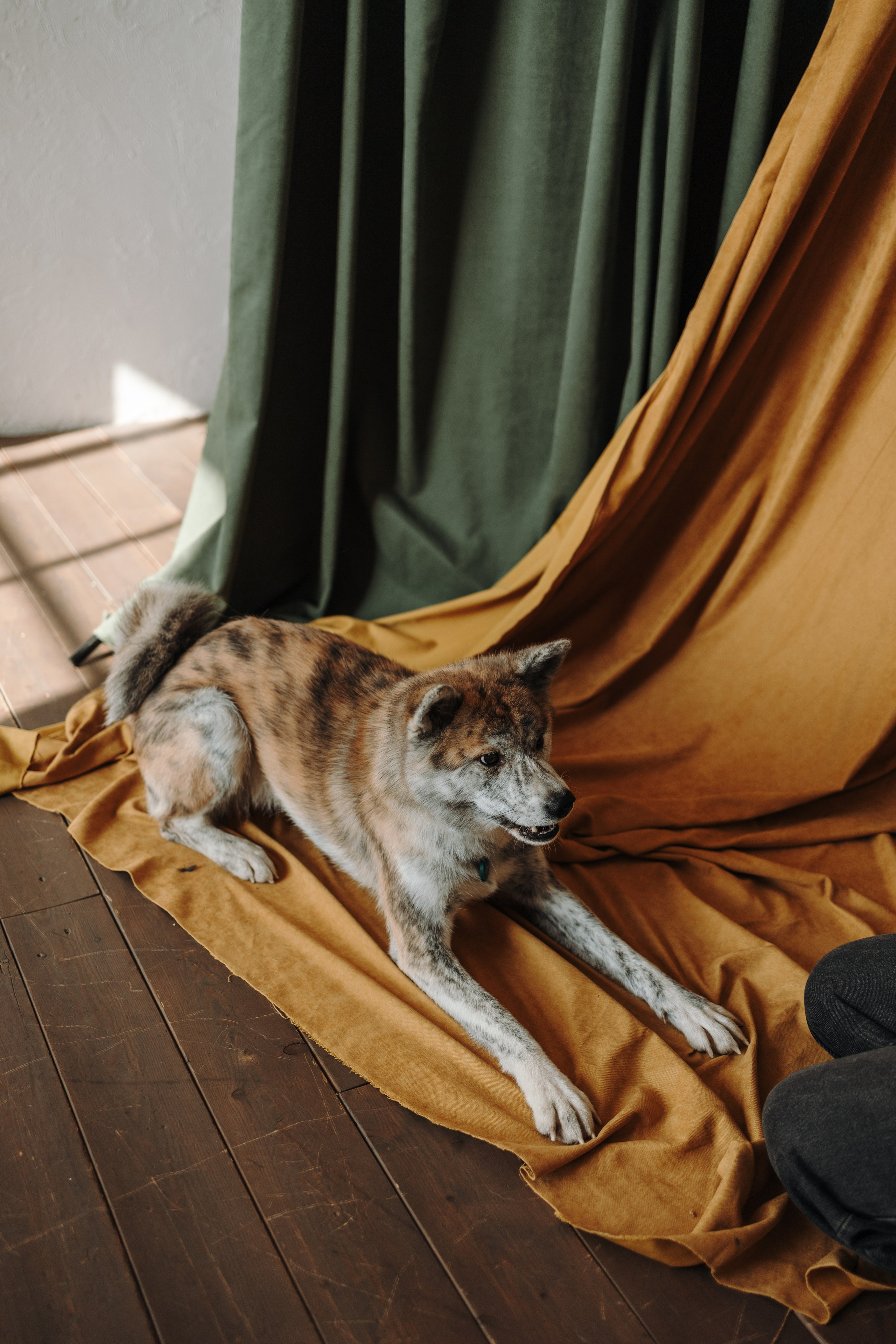 Настя и Айри. Фотограф — Анималист | Санкт-Петербург