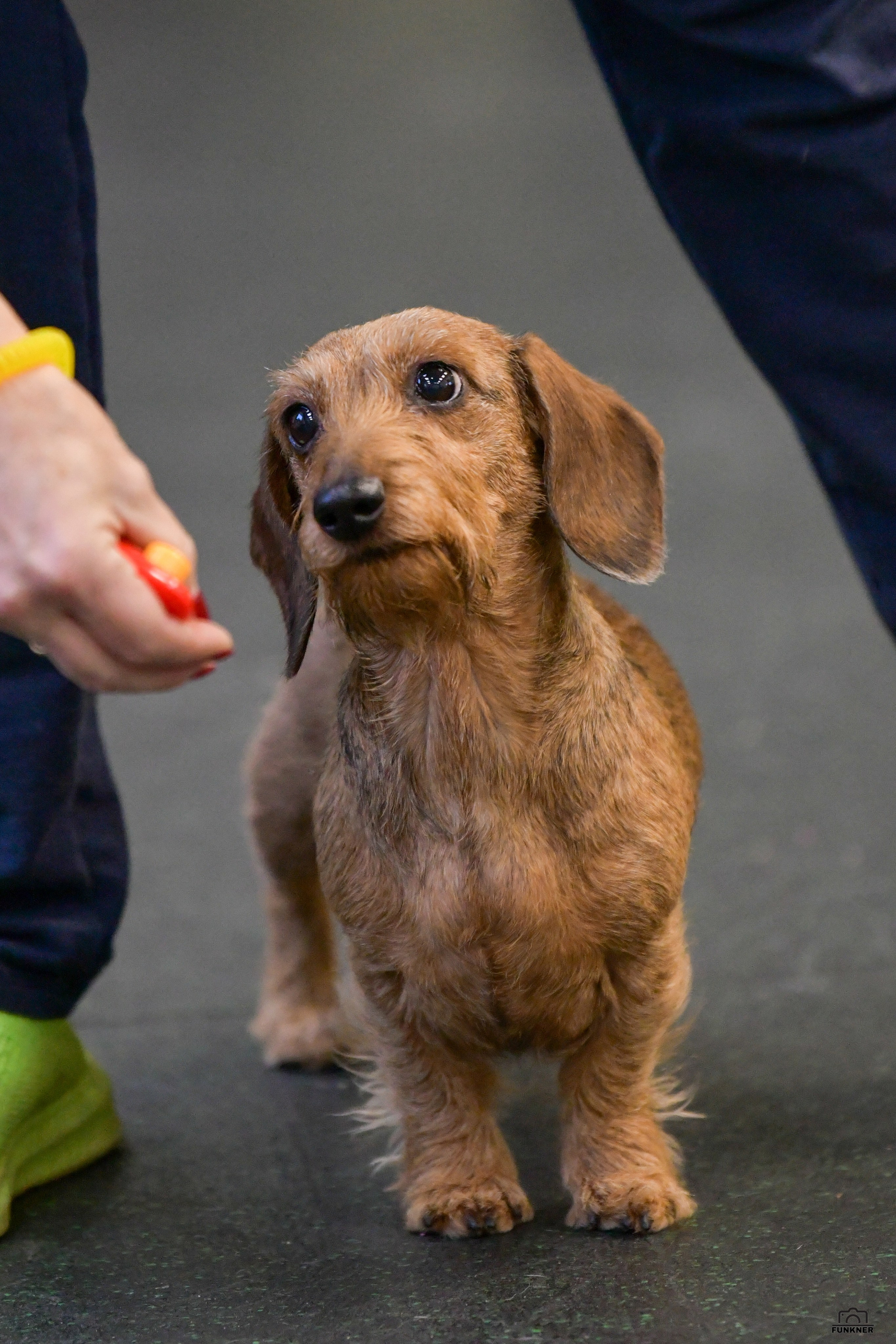 Кинологический клуб «Бодрый хвост». Свой взгляд через объектив