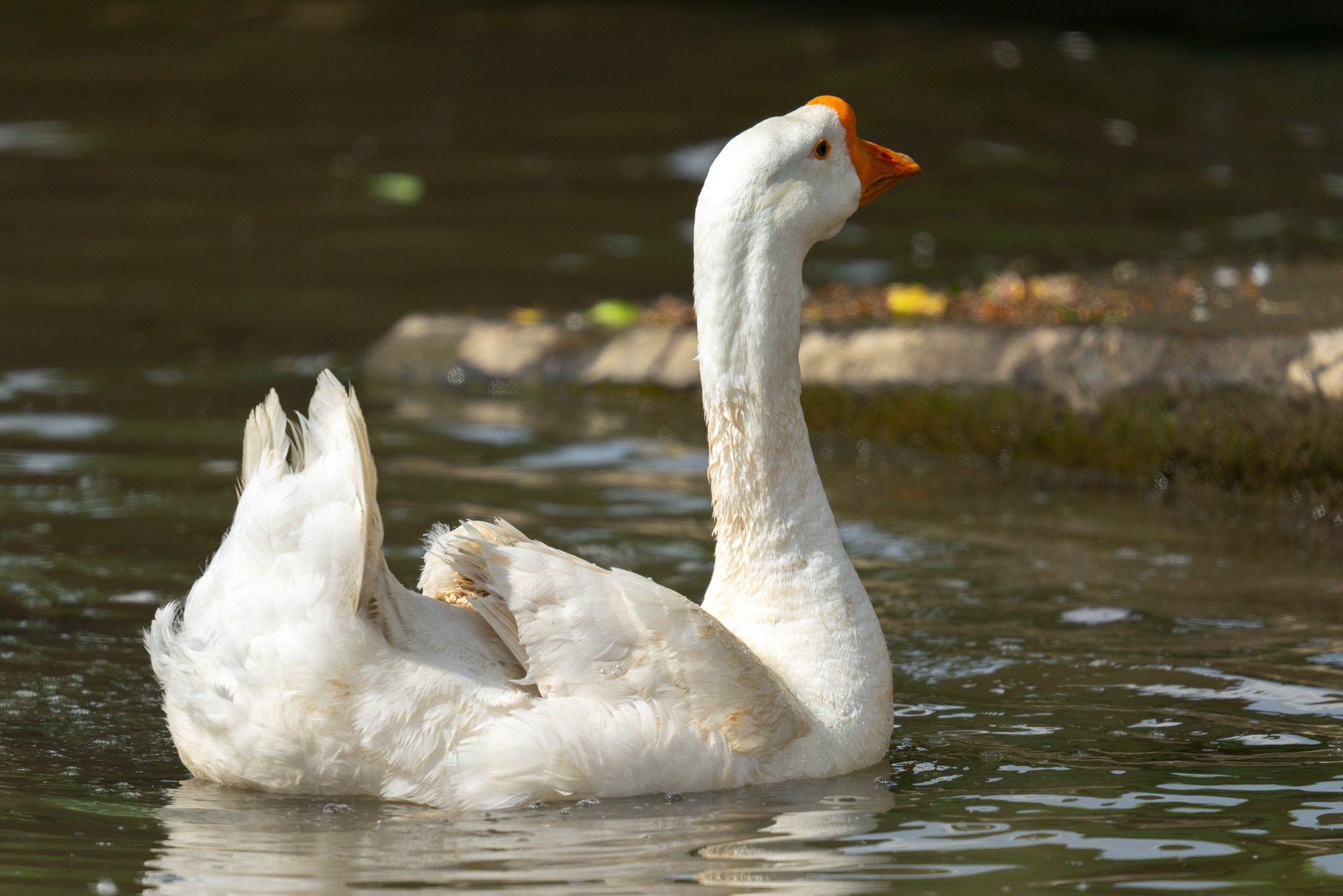 Удивительные мир птиц. Вокруг нас столько прекрасного — присмотритесь!. Ваш личный фотограф Марина Волкова