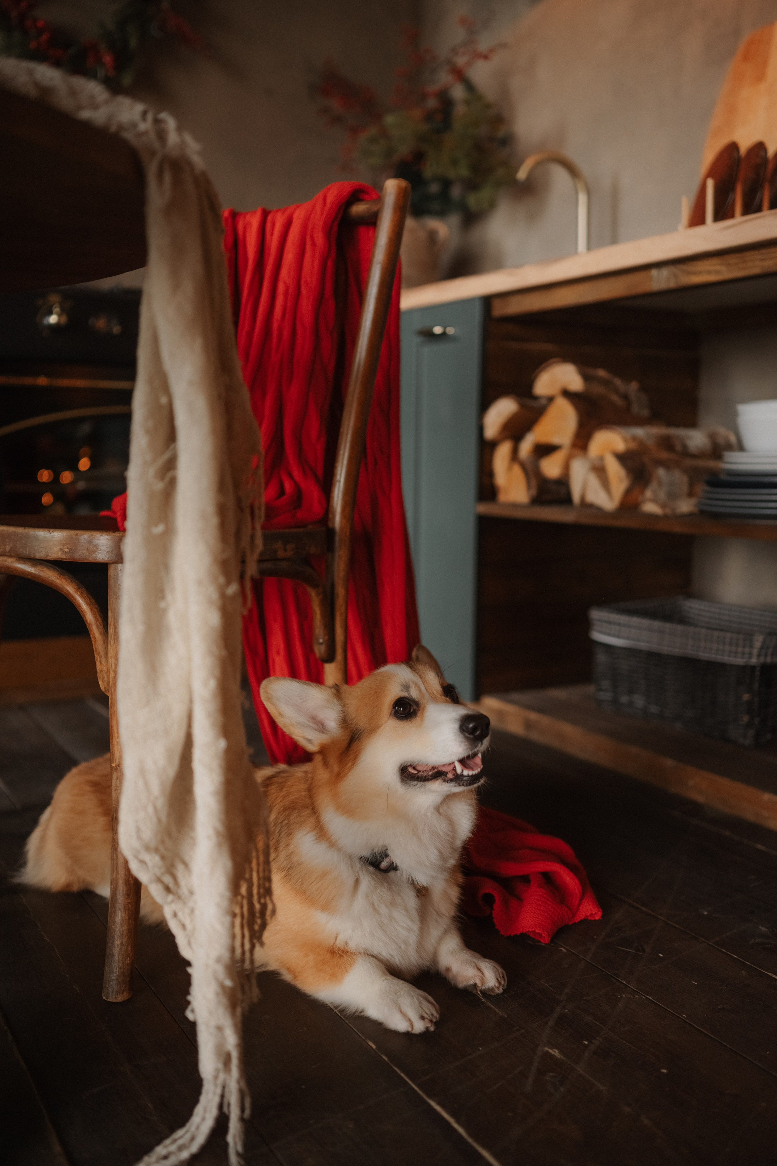 Лада, Алиса, Андрей и Фифи. Дьяконова Валерия семейный и детский фотограф в Санкт-Петербурге