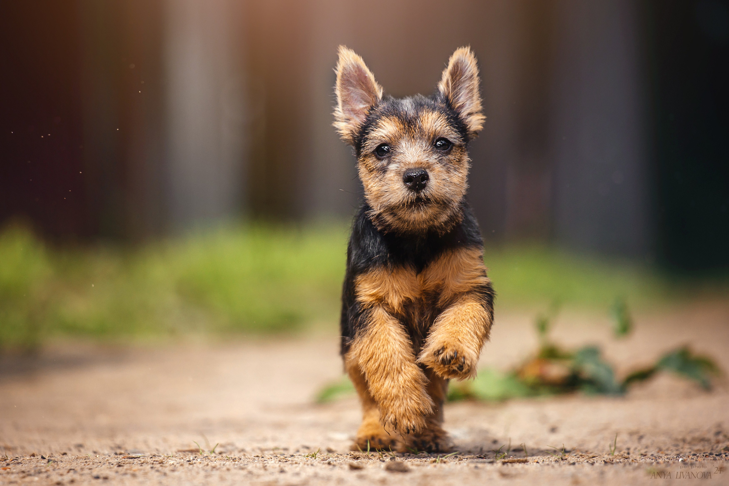 Норвичи. Фотограф анималист Аня Ливанова | Рыбинск