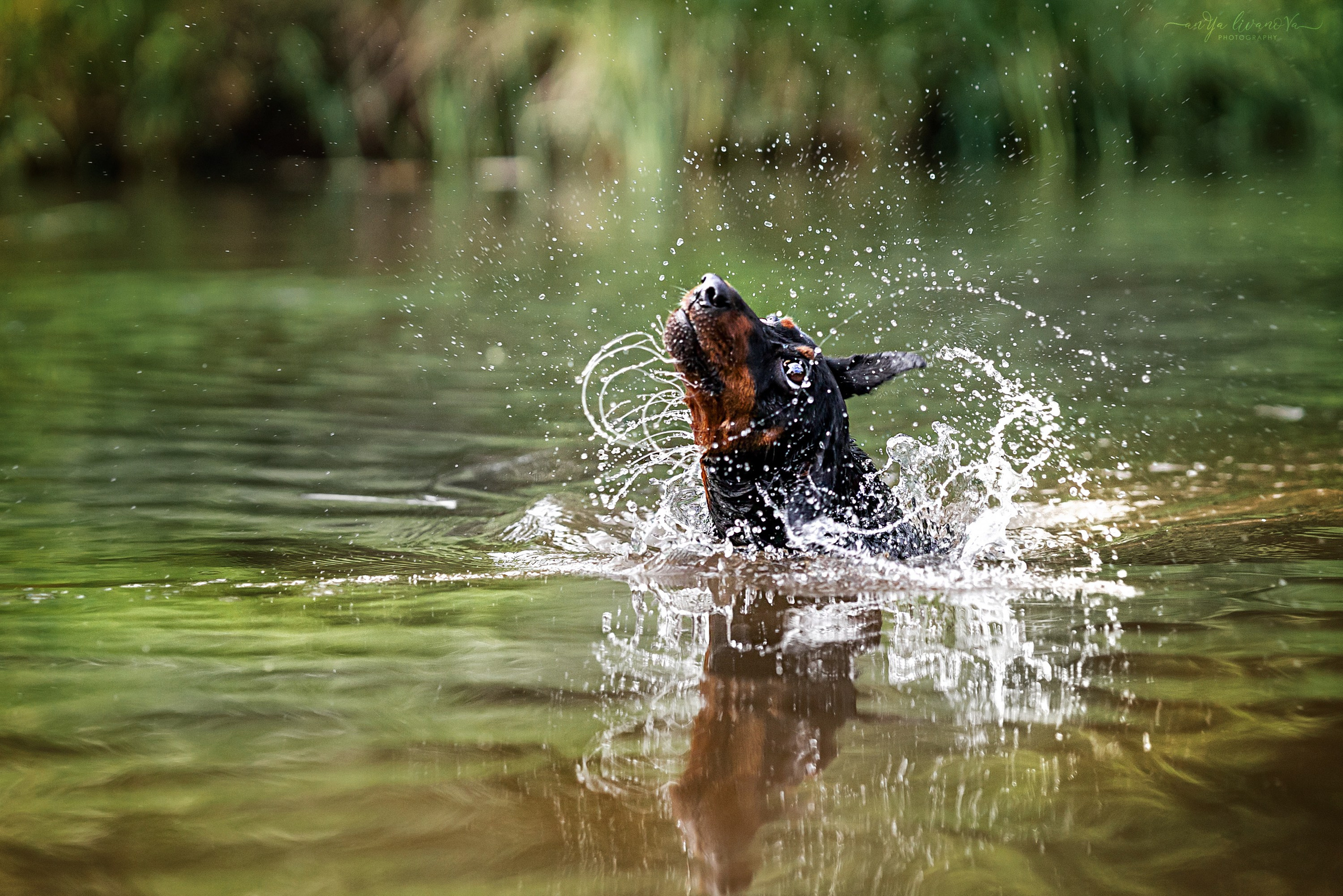Водопады. Фотограф анималист Аня Ливанова | Рыбинск