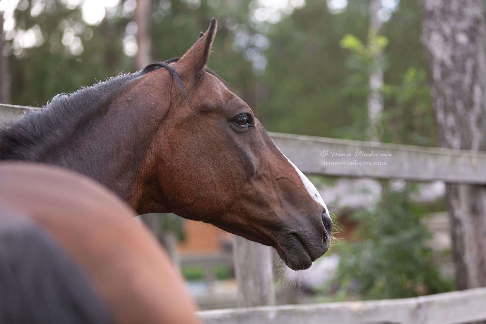 КСК «Алмазово» | Московская область | июль 2024. Ирина Москвина | фотограф | Москва