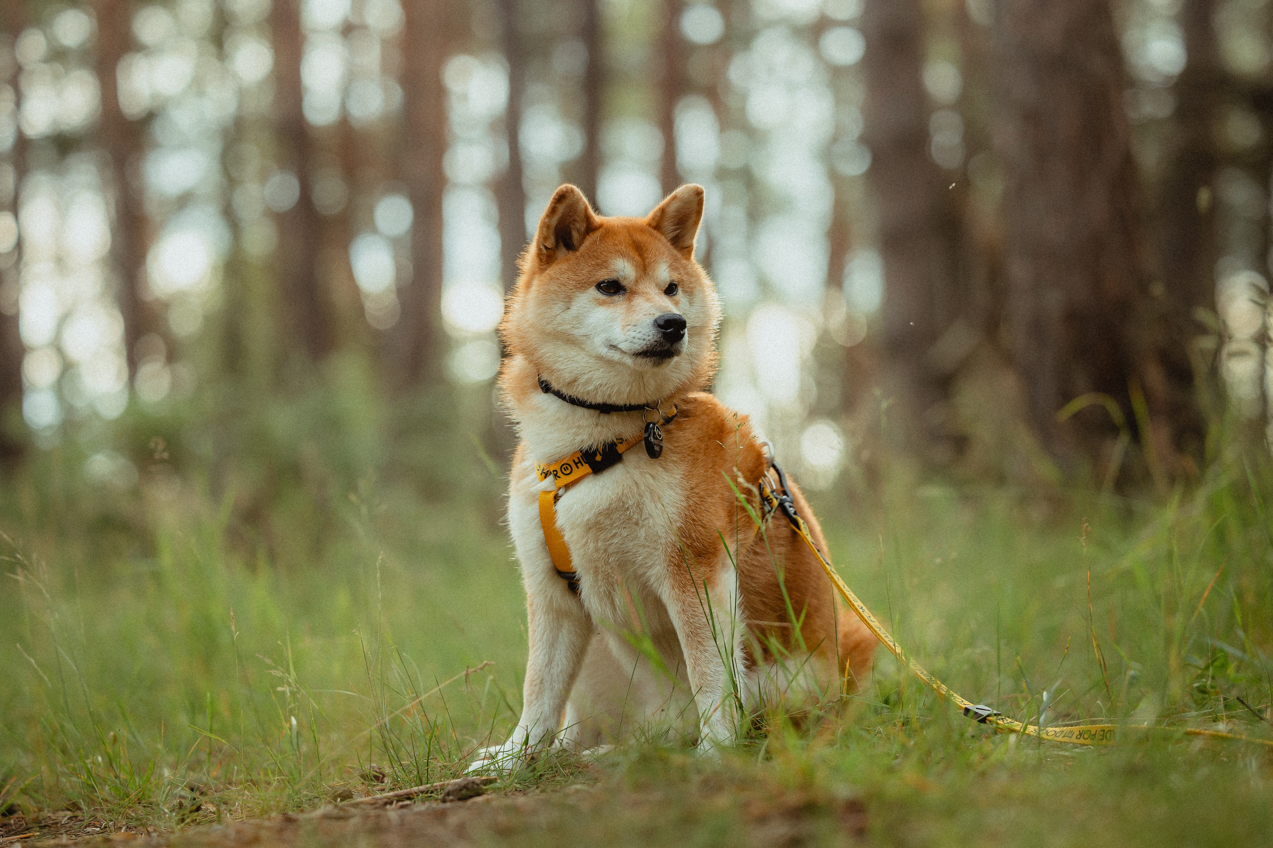 Выездной дог-тренинг от школы «Шерсть имею»